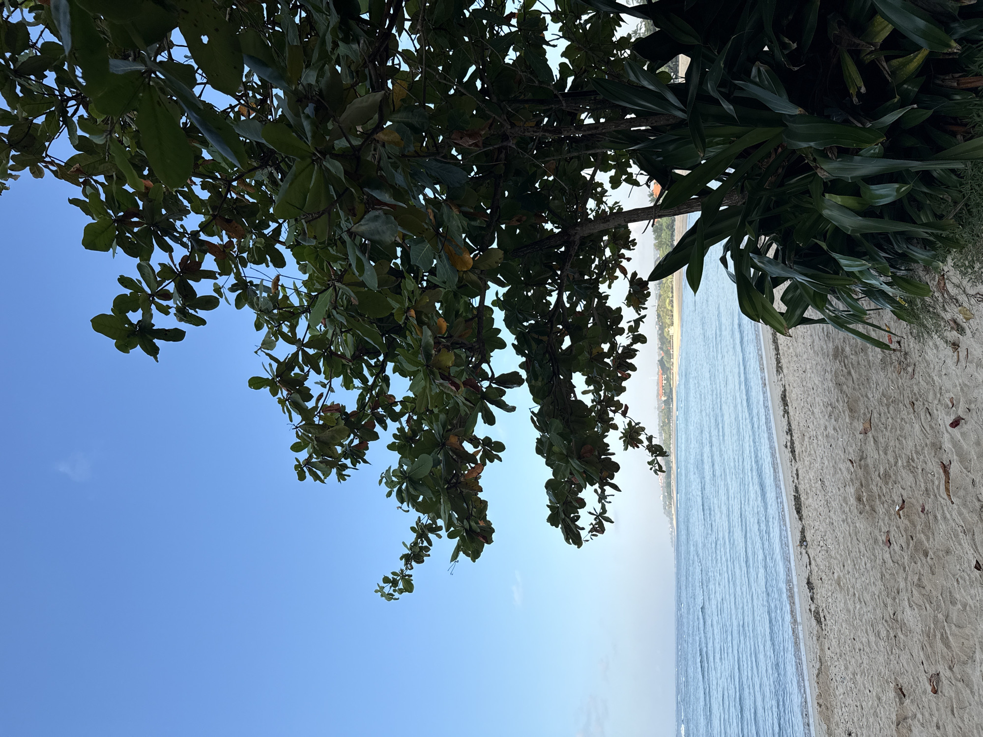 The image captures a serene beach scene in Kuta Selatan, Indonesia. The foreground is dominated by a sandy beach scattered with dried leaves. To the right, lush green foliage from a tropical plant and a tree with broad leaves partially obscures the view. The ocean, a tranquil blue, stretches to the horizon, with gentle waves lapping the shore. In the distance, a faint outline of buildings and vegetation suggests the presence of a coastline. The sky above is a clear, bright blue. There are no people or animals visible in the scene.