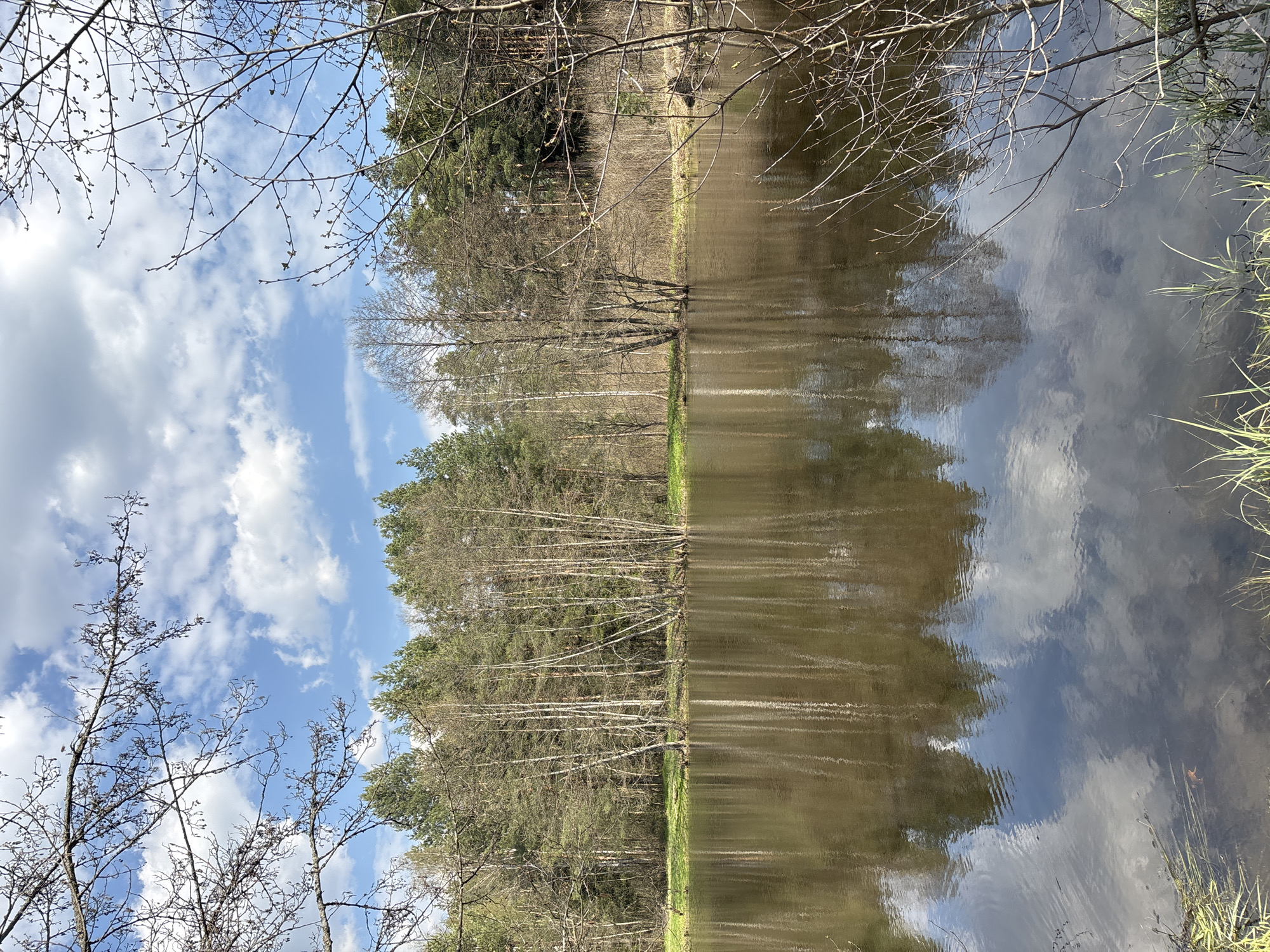 The image depicts a landscape scene, likely taken at Шевлягино, Russia, though there is no way to determine that for certain without additional information. A body of water, possibly a pond or lake, dominates the foreground, reflecting the sky and trees on its surface. The water is murky, with brown and grey tones.
Trees line the opposite bank of the water. Some are bare-branched, suggesting it is early spring or late autumn. There is a mix of deciduous and evergreen trees.
Above the trees, the sky is visible, featuring a blue hue with white clouds. Some bare branches are present in the top and bottom corners.
