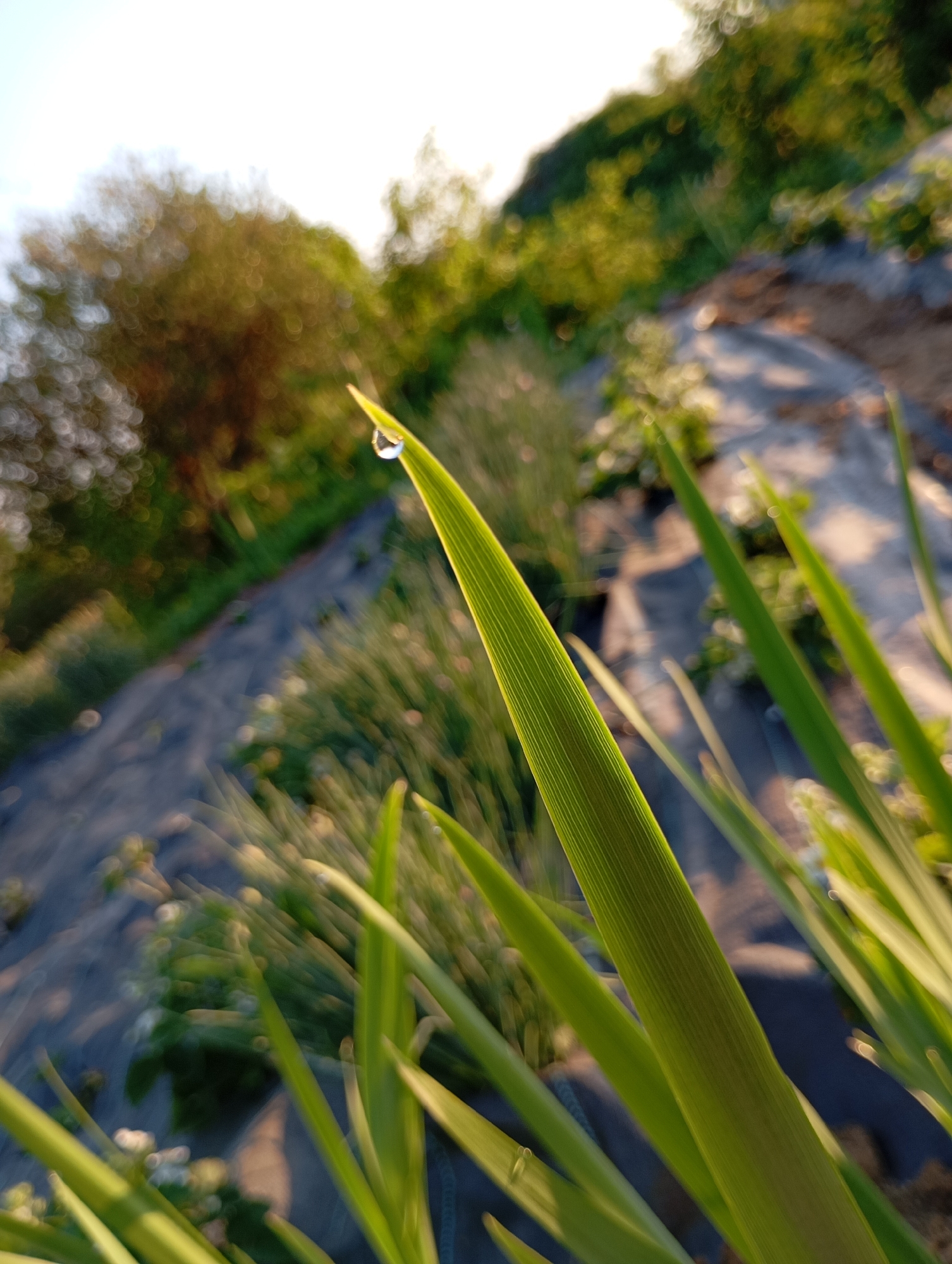 The image depicts a close-up view of several green, bladed leaves, with a water droplet clinging to the tip of one. The background is blurred, suggesting a natural outdoor setting. A dark gray or black tarp is partially visible, along with blurred vegetation and a tree line on the horizon. The location appears to be a cultivated garden or agricultural setting.