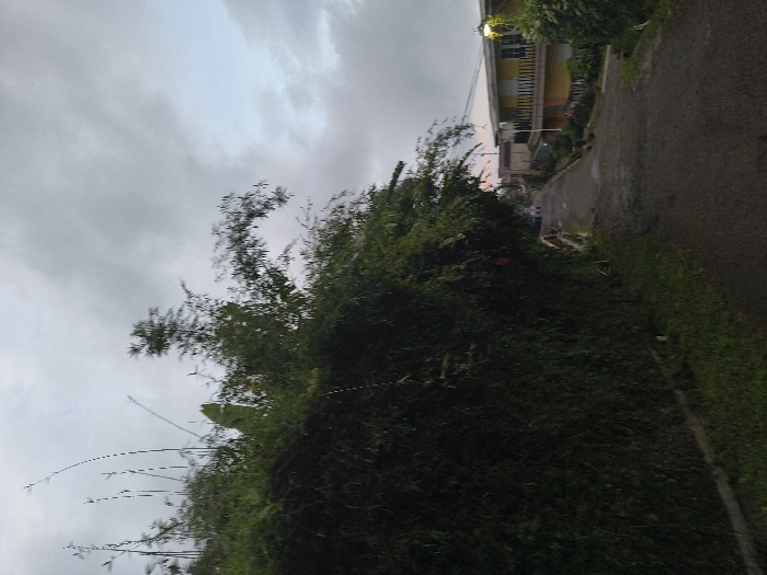 A vertical outdoor shot reveals a slightly overcast sky with glimpses of light blue. Dense greenery dominates the foreground, possibly a thick hedge or unkempt vegetation. To the right, a wet road leads towards a building with multiple stories and yellowish facade. The overall scene suggests a residential area during or after a light rain, with the focus on the natural elements and a glimpse of habitation.