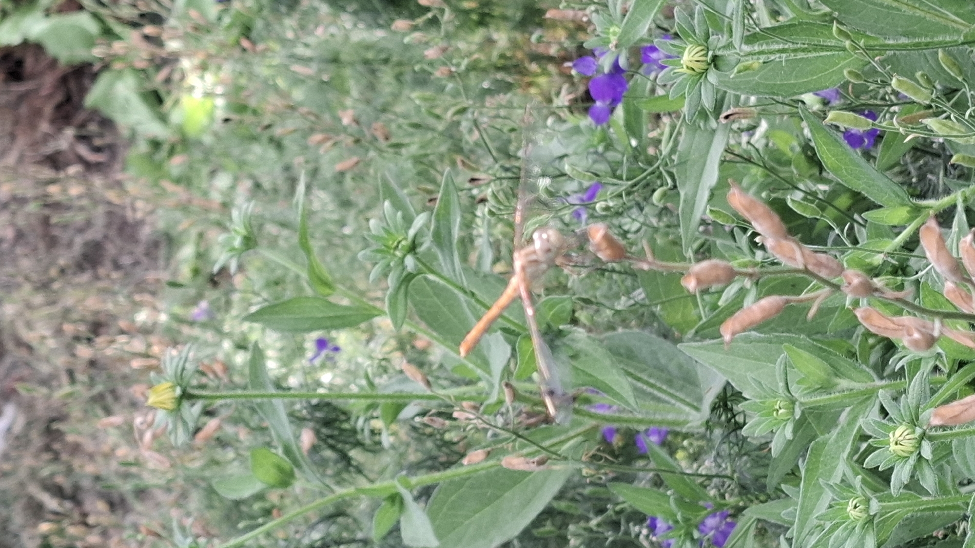 A dragonfly is perched on a plant stem amidst a garden setting. The dragonfly is predominantly orange and appears to be in a resting or surveying position. The surrounding environment is lush and green, with various plants, including some with purple flowers and others with seed pods. The focus of the image is the dragonfly and its immediate floral surroundings, with a blurred background suggesting a natural outdoor space.