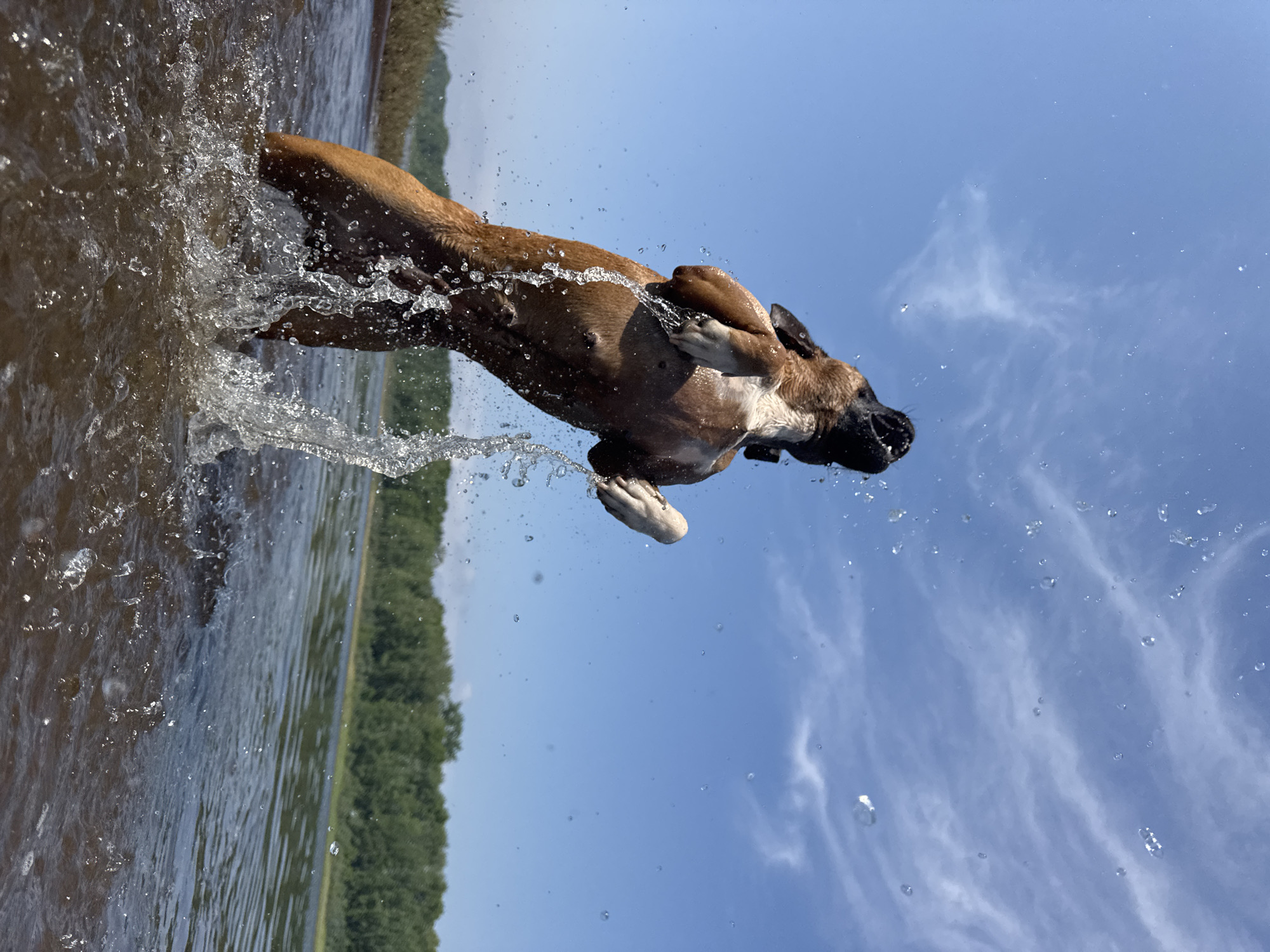A brown and white boxer dog is captured mid-air, leaping out of the water with a spray of water around it. The dog is facing upwards, its mouth open, and its front paws are extended. The dog is in a body of water, likely a river or lake, with a lush green treeline in the background. The sky above is a clear blue with wispy white clouds. The scene suggests a playful and energetic moment of a dog enjoying the water. The specific location within Chaikovsky, Russia, cannot be determined from the image alone.