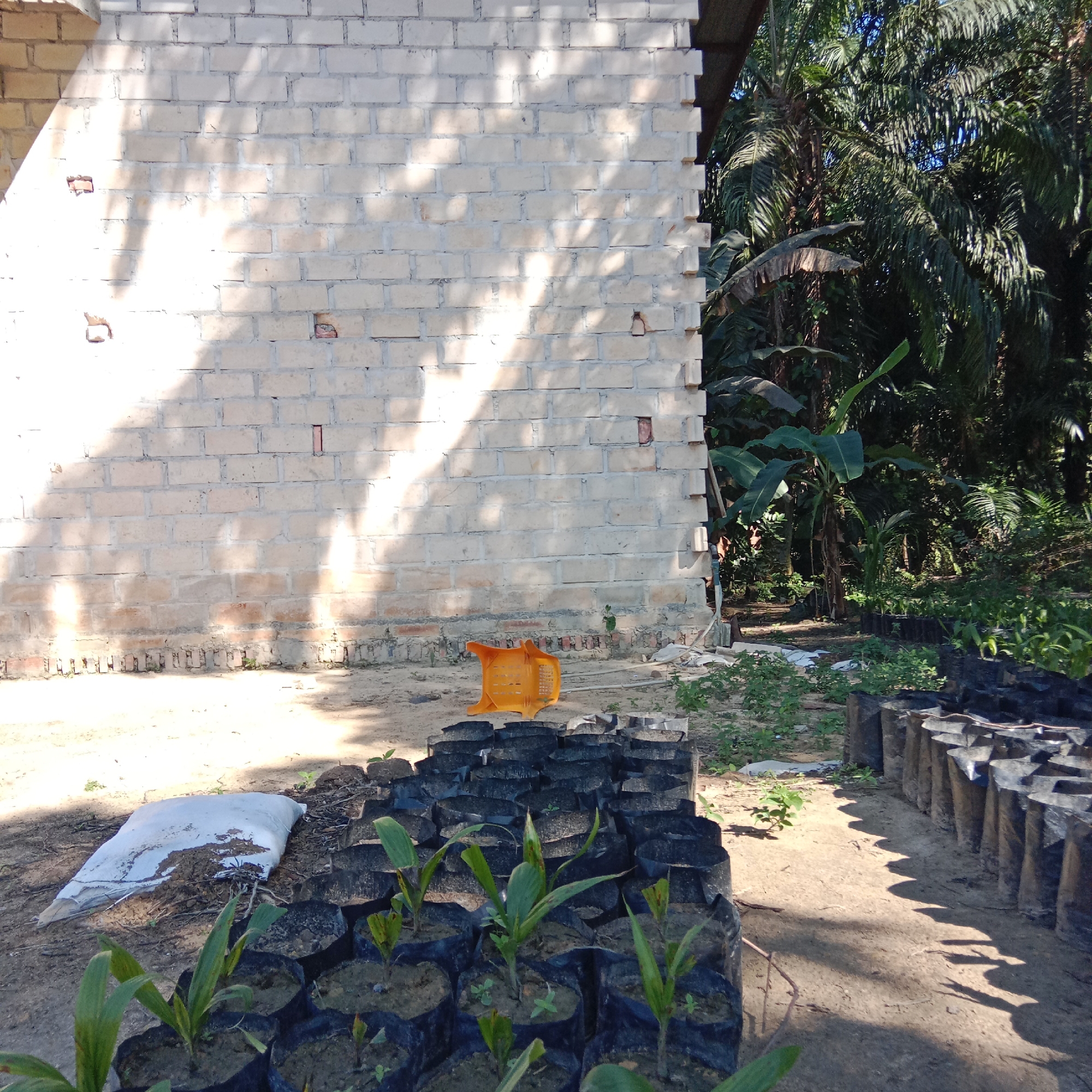 The image depicts an outdoor scene in a rural area, possibly a nursery, located in Unknown, Indonesia. In the foreground, numerous small plants in black plastic bags are arranged in rows on sandy ground. Some of these plants are young seedlings with green leaves. To the left, a large white bag, possibly containing soil or fertilizer, lies on the ground. Behind the seedlings, a bright orange watering can is visible. The background features a light-colored brick wall, partially covered by sunlight and shadows from trees. To the right of the wall, dense tropical vegetation, including palm trees and banana plants, is present. The overall impression is one of a horticultural or agricultural setting, with elements of both construction and natural growth. No people are present in the image.