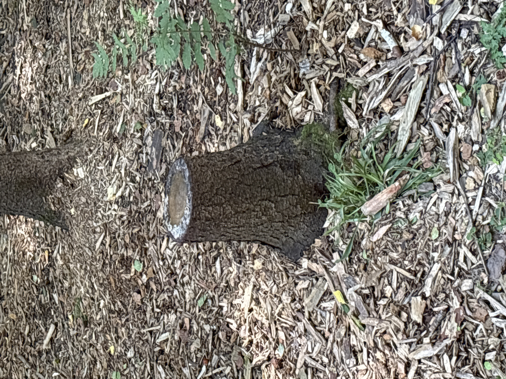The image depicts a close-up view of a tree stump on the ground. The stump is in the foreground, appearing dark brown and rough-textured with a visible cut on its top surface, which has a slightly damp appearance. Surrounding the stump and filling the frame is a layer of wood chips and fallen leaves, creating a natural, forest-floor environment. In the background, the trunk of another tree is partially visible, as well as some green foliage, including a small fern-like plant to the right of the stump and some grass at the base of the stump. The overall scene is one of a wooded area with signs of recent tree removal.