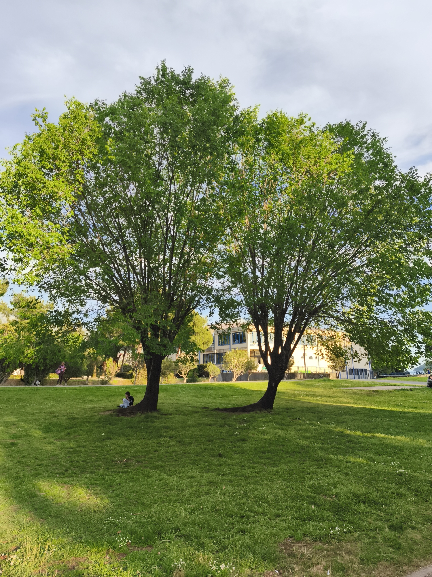 The image depicts a green lawn with two large, leafy trees in the foreground. A person is sitting at the base of the left tree. In the background, there are buildings, and a path that passes between the trees. Other trees and shrubs are also present. The sky above is partially cloudy. The location is in Budva, Montenegro.
