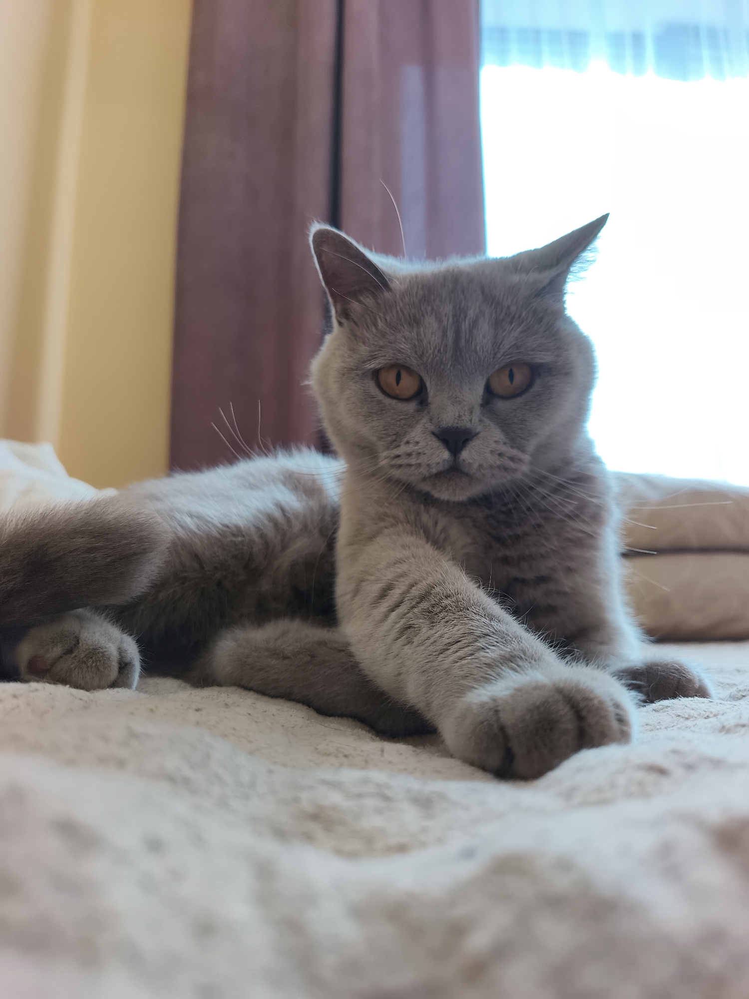 A British Shorthair cat with grey fur and orange eyes is lying on a light-colored blanket. The cat is looking directly at the camera with its front paws extended. In the background, there are beige and purple curtains and a window with bright light coming through. The setting appears to be indoors, possibly a bedroom. There is no specific information about the location in the city of Ternopil, Ukraine.
