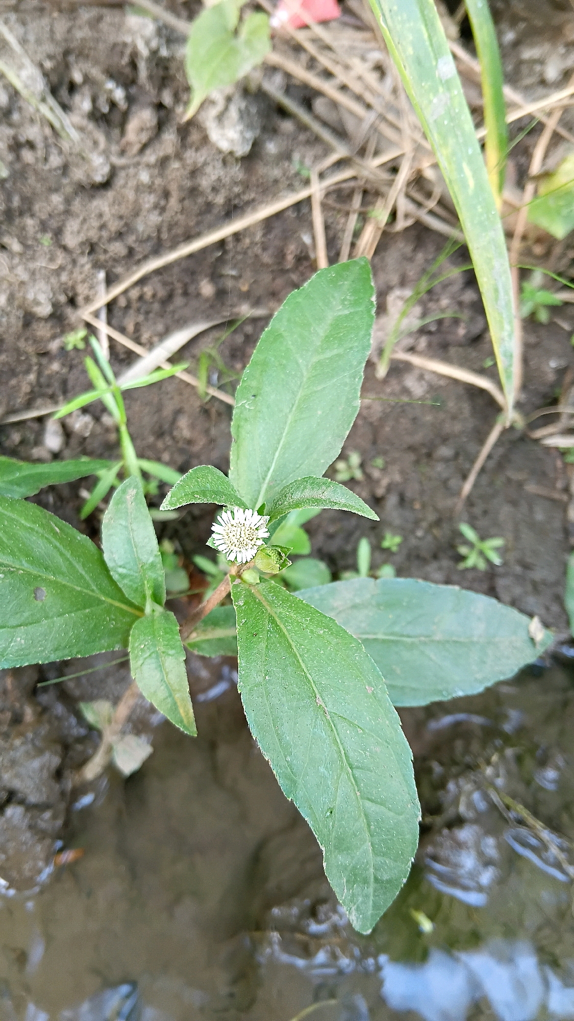 In Slambur, Indonesia, a small, white-flowered plant with serrated green leaves grows near the edge of muddy water. The plant is situated on damp soil, with dry, brown grass and other green foliage visible in the background. The scene appears to be an outdoor natural environment.