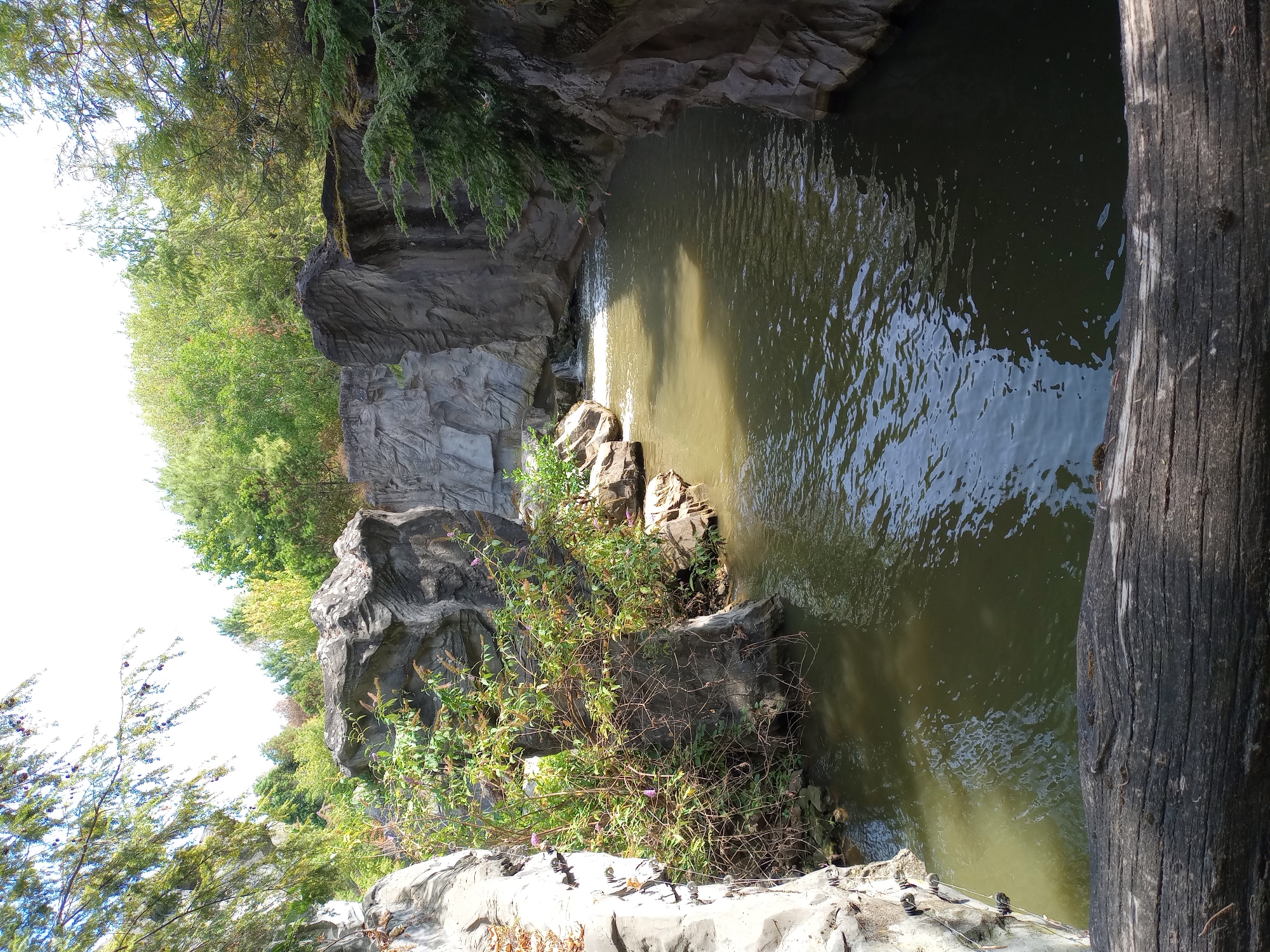 This image depicts a man-made water feature resembling a rocky gorge, likely an exhibit or attraction within a zoological garden or park. The scene is enclosed by faux rock formations with visible strata and textures, creating a dramatic, enclosed environment. A body of greenish-brown water occupies the center of the frame, flowing from a small, visible waterfall in the distance. Lush green foliage, including bushes with small purple flowers, grows between the rocks and along the water's edge. Tall trees with a mix of green and autumnal foliage form a canopy overhead, with the bright sky visible through the branches. A weathered, dark brown log lies horizontally in the foreground, framing the view. The overall impression is a carefully constructed, naturalistic setting designed for observation or interaction with wildlife, possibly within the Gelsenkirchen Zoo (Zoo Gelsenkirchen), known for its themed enclosures. There are no people visible in the image.