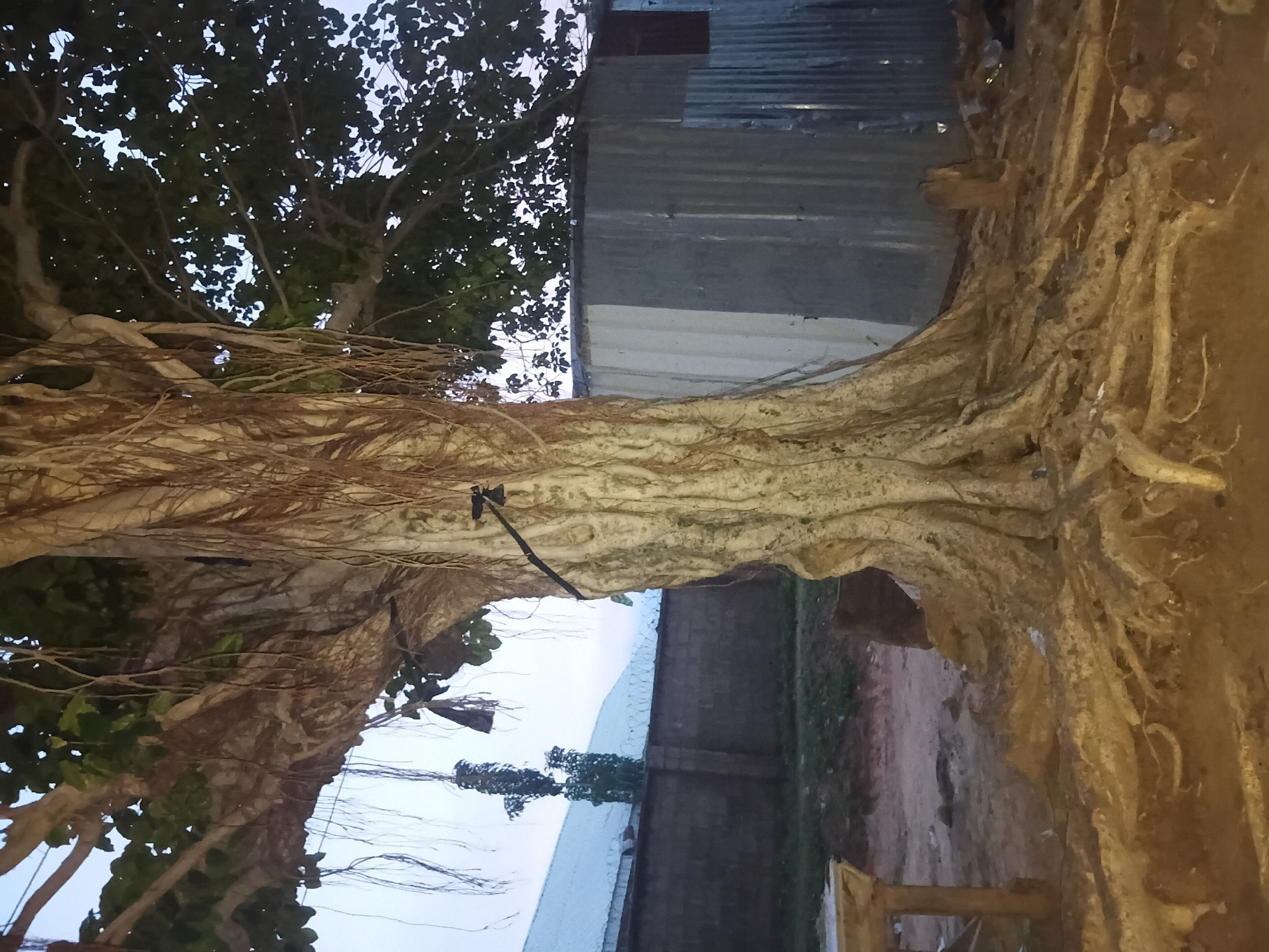 The image depicts a large tree with prominent roots in the city of Jalingo, Nigeria. The tree is situated in what appears to be an outdoor area, possibly a yard or a communal space, with a corrugated metal structure visible to the right and a brick wall with barbed wire fencing in the background. The sky is overcast, suggesting it may be evening or a cloudy day. There are no people visible in the frame, and the scene is static, focusing on the natural elements of the tree and its surroundings. The lighting is dim, possibly due to the time of day or weather conditions.