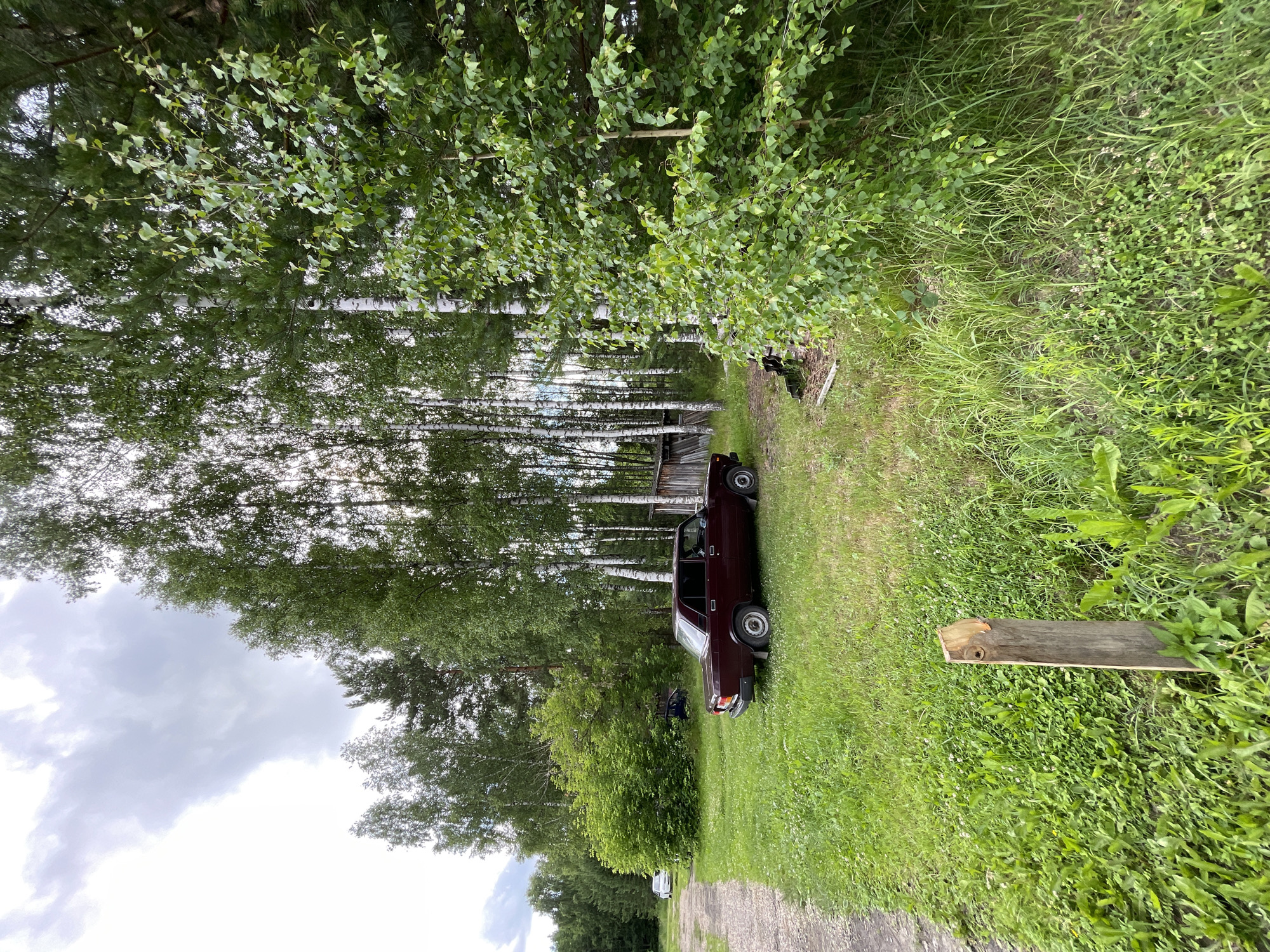 The image depicts a rural scene with a dark red sedan parked on a grassy area next to a dirt road. A wooden structure, possibly a shed, is visible behind the car, nestled amongst a stand of birch trees. The surrounding environment is lush with green grass, clover, and various weeds. In the background, more trees, including pine and birch, line the horizon, and a white car is parked further down the dirt road. The sky is overcast with dramatic clouds. The location is the city of Заречный, Russia.