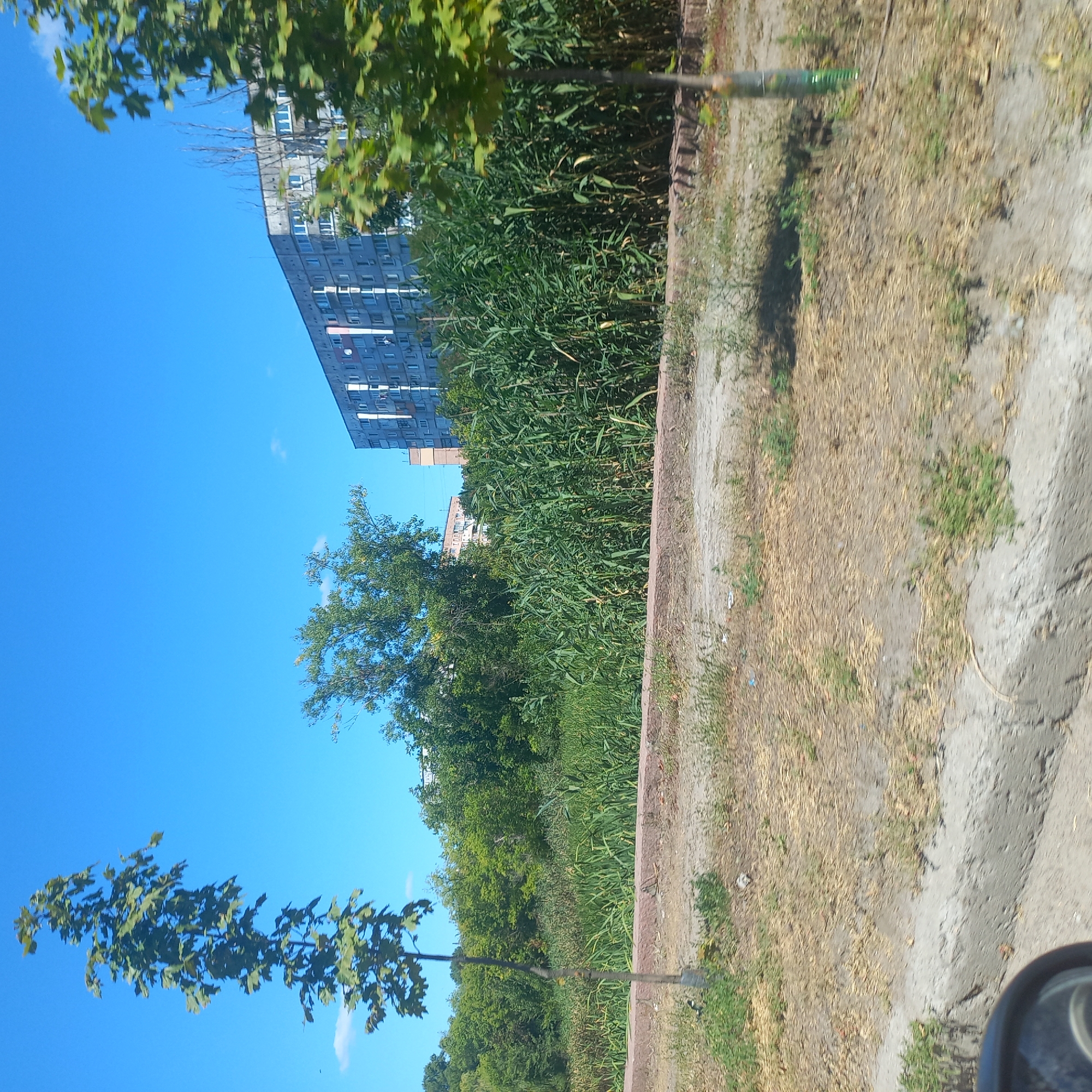 The image depicts a street view in Kropyvnytskyi, Ukraine, under a clear blue sky. In the foreground, a dirt path with sparse dry grass and some green patches is visible, bordered by a low concrete curb. A small, slender tree with green leaves stands to the left, and another young tree with green leaves is present on the right. Behind the path, a dense growth of tall green reeds or similar vegetation stretches across the middle ground, forming a natural barrier. Beyond the reeds, several buildings are visible. To the right, a multi-story apartment building with a gray facade and numerous windows dominates the background. To the left of this building, another apartment building is partially visible, appearing lighter in color. The overall scene suggests an urban environment with pockets of nature, possibly a park or a recreational area adjacent to residential buildings.