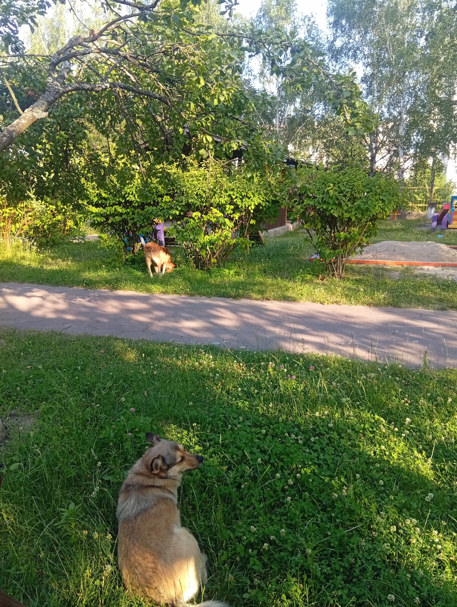 The image depicts an outdoor scene in the city of Zviahel, Ukraine. In the foreground, a medium-sized dog with tan and brown fur sits facing to the right, looking away from the camera. The dog is positioned in a grassy area with clover and other low-lying plants. A paved pathway runs diagonally across the mid-ground of the image, casting dappled shadows from overhead foliage.
Further back, a second dog, appearing to be a lighter tan color, is visible near a dense green bush, with its head down as if sniffing the ground. Behind the bushes, there is a sandpit with an orange border and some brightly colored play equipment, suggesting a playground area. Trees with green leaves and branches form a canopy overhead, with the sun filtering through them. In the background, tall birch trees are visible against a bright sky. The overall environment suggests a park or a residential yard with recreational facilities.