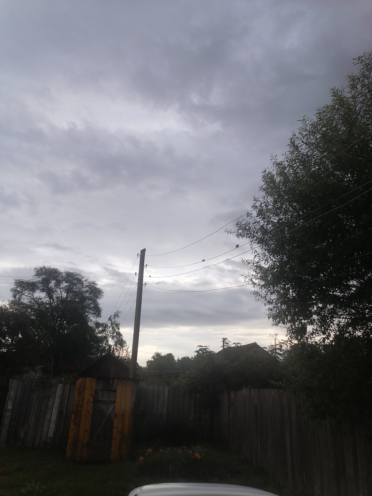 A low-angle, wide shot captures a rural scene in Novopokrovka, Russia, under an overcast sky. In the foreground, a weathered wooden fence runs horizontally across the frame, with a small, dilapidated wooden structure painted yellow and brown positioned along the fence. The structure appears to be a shed or outhouse, featuring a diagonal wooden door. To the left of the fence, a large, dark tree with dense foliage dominates the midground, partially obscuring a second, smaller tree. To the right, a taller, thinner tree with lighter green leaves is visible. A utility pole stands prominently in the center, with wires extending from it horizontally across the scene. Several small dark birds are perched on these wires. In the background, the silhouettes of trees and rooftops suggest the presence of other buildings. The ground in the foreground is covered in grass and a few scattered orange flowers. The overall impression is of a quiet, somewhat unkempt, rural setting.