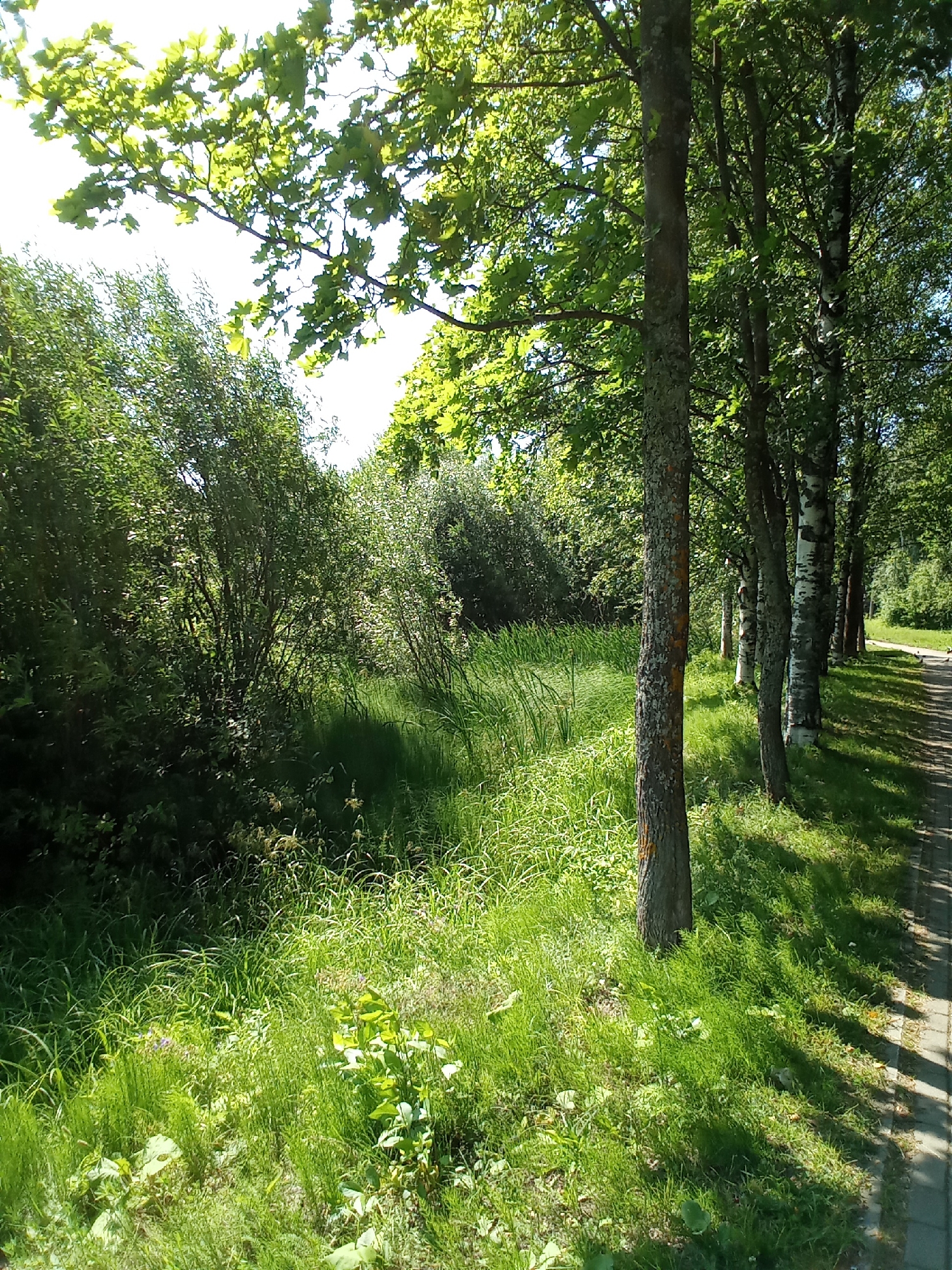 The image depicts a sunlit pathway lined with trees and lush green grass in the city of Belozersk, Russia. The pathway, paved with grey interlocking bricks, runs along the right side of the frame, casting dappled shadows from the trees onto the grass. The trees, predominantly deciduous with some exhibiting characteristic white bark, form a dense canopy overhead, allowing sunlight to filter through. To the left of the pathway, a strip of vibrant green grass is interspersed with taller grasses and some smaller plants. Further to the left, a dense thicket of trees and bushes creates a shadowed area, suggesting a more wild or natural landscape. The overall impression is of a well-maintained park or natural area on a bright, clear day. No people or animals are visible in the scene.