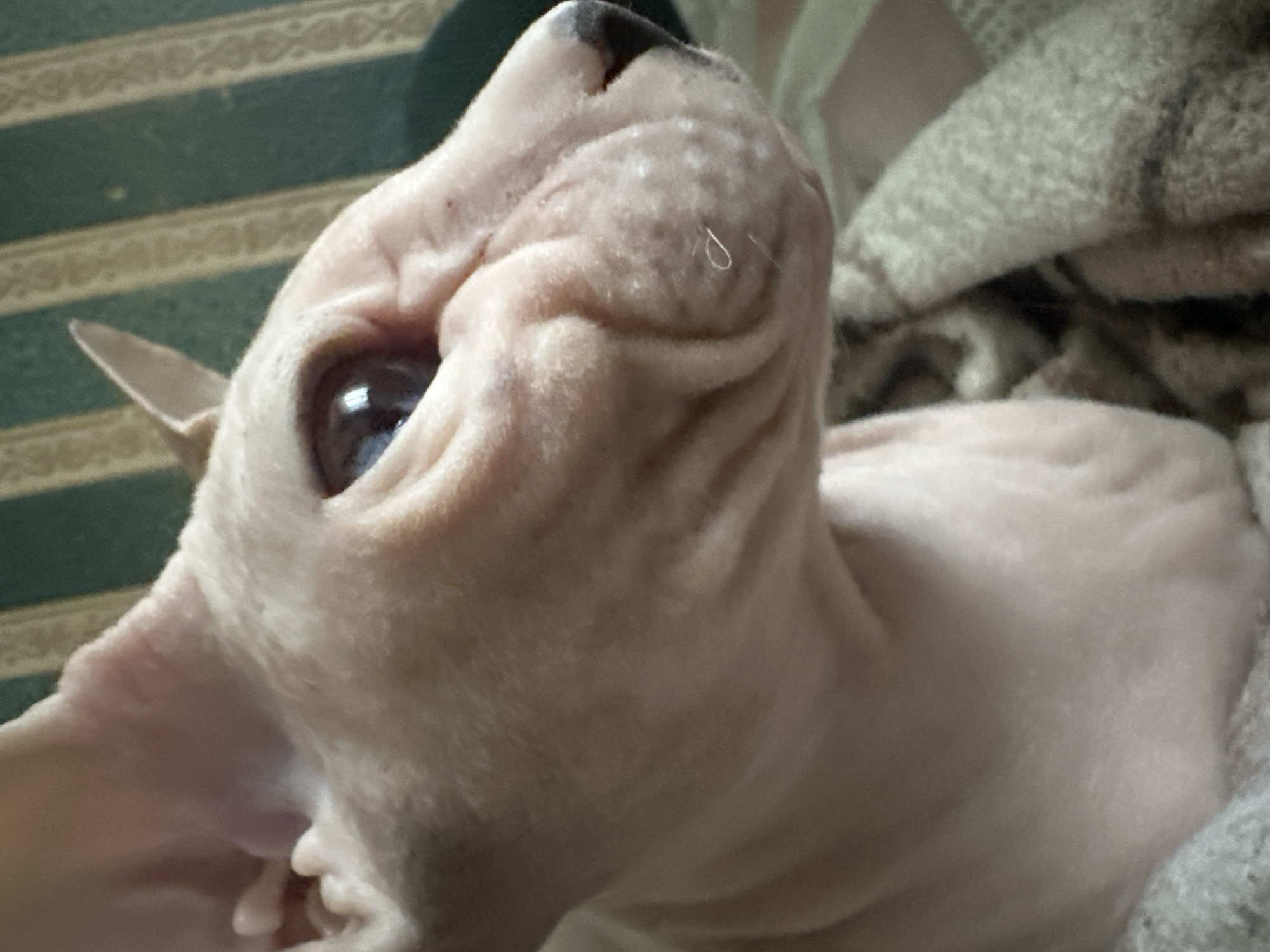 The image is a close-up, side-view photograph of a light-colored Sphynx cat. The cat's wrinkled skin, large eye, and prominent ears are visible. It appears to be resting on a textured, light-colored blanket, with a blurred background of green and cream striped wallpaper. The lighting is soft, with highlights on the cat's skin and eye. No specific location in Togliatti, Russia, can be determined from this image.