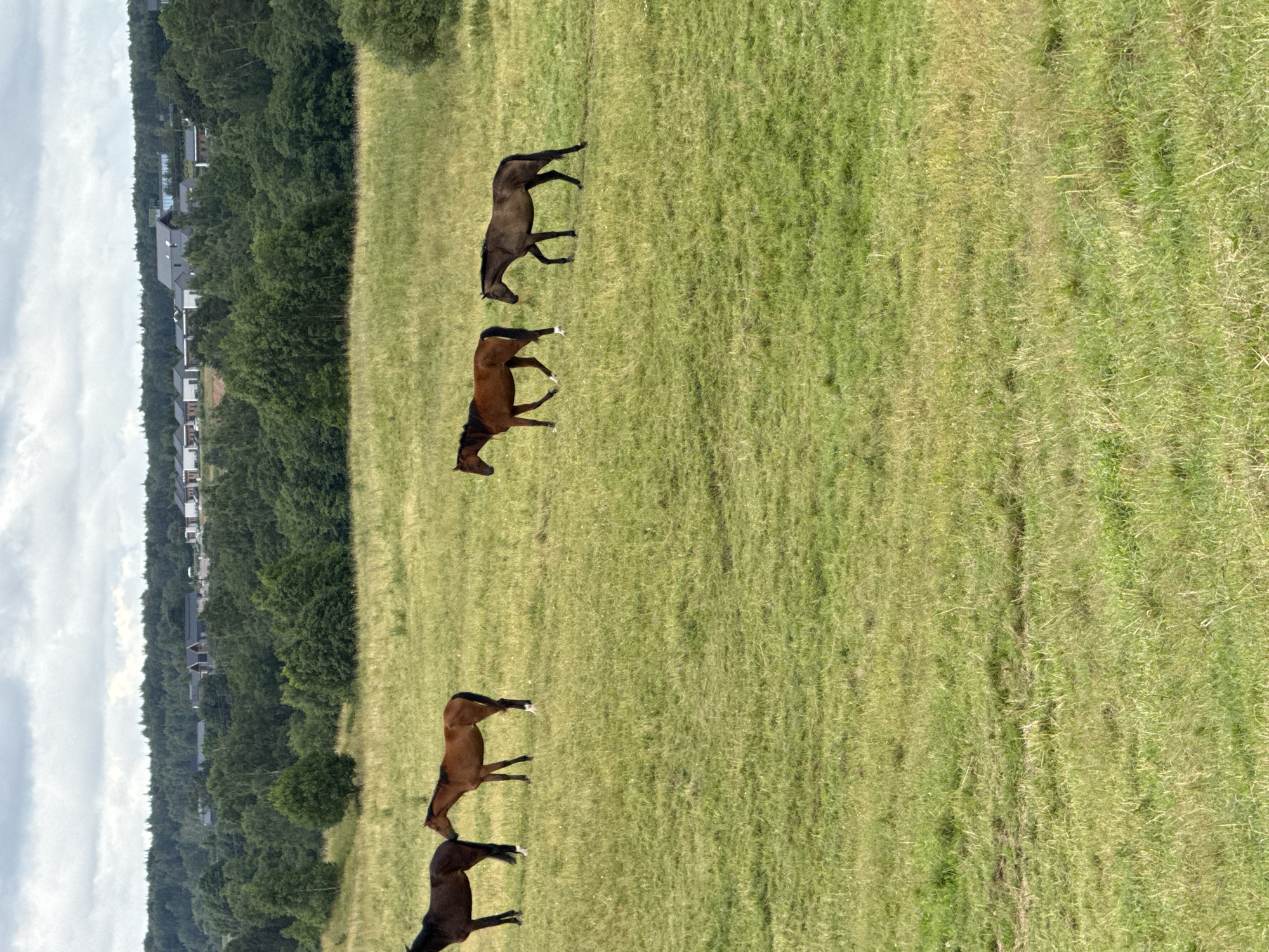 Four horses are standing in a grassy field. The horses are of various colors including brown and dark brown. In the background, there is a line of trees, and beyond the trees, there are several houses with gray roofs. The sky is overcast. This scene is located in Bendoriai, Lithuania.
