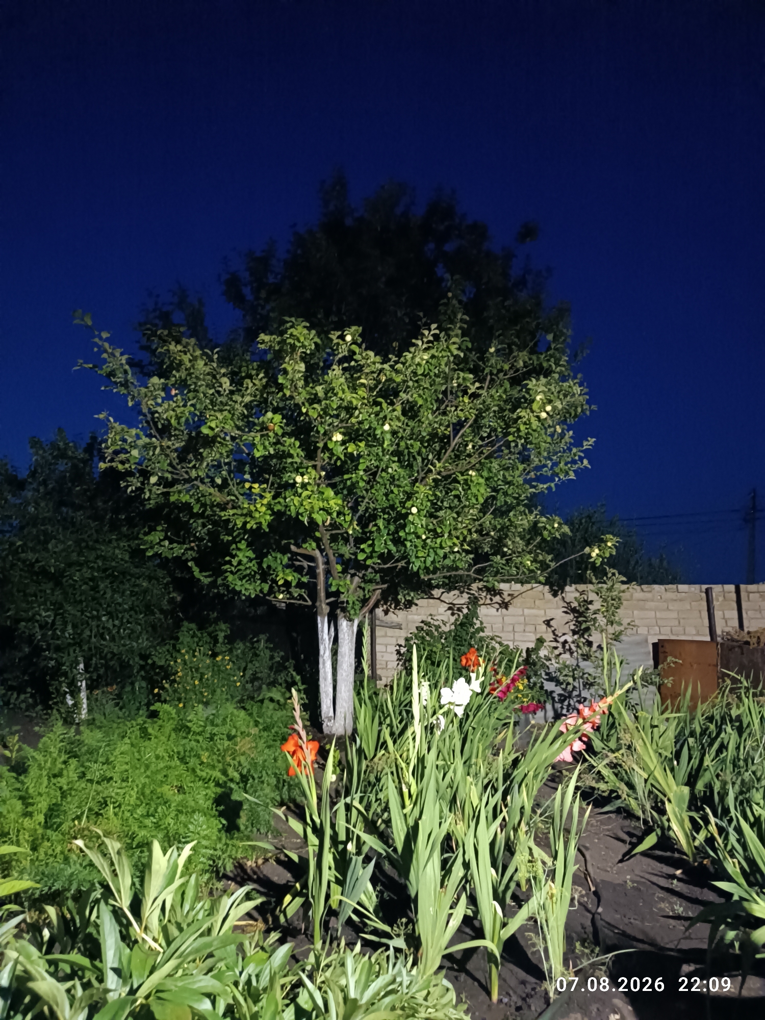 The image shows a garden at night in Mar'evka, Russia. A tree with green leaves and some small yellow fruits stands in the center of the frame. In the foreground, there are several gladiolus flowers in various colors, including white, orange, and pink. Behind the flowers, there is a dense bed of green foliage. A brick wall is visible in the background, and to the right of the wall, a metal object, possibly a bin, can be seen. The sky is dark blue, indicating it is nighttime. The timestamp "07.08.2026 22:09" is visible in the bottom right corner of the image.