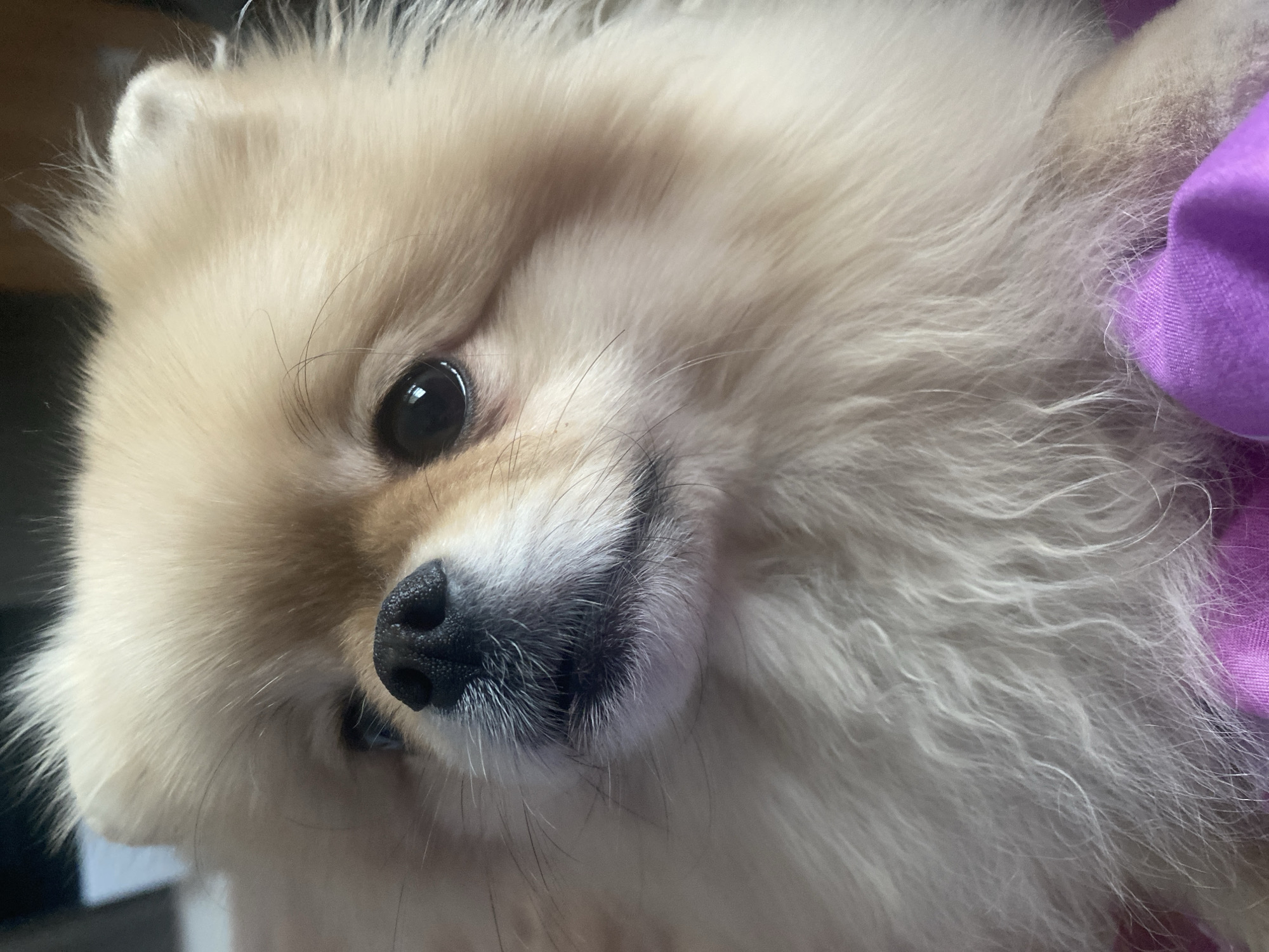 A close-up shot captures a light-colored Pomeranian dog. The dog's eye is visible and focused on the viewer, and its nose is black. Some purple fabric is on the right side of the image. The location is unknown.