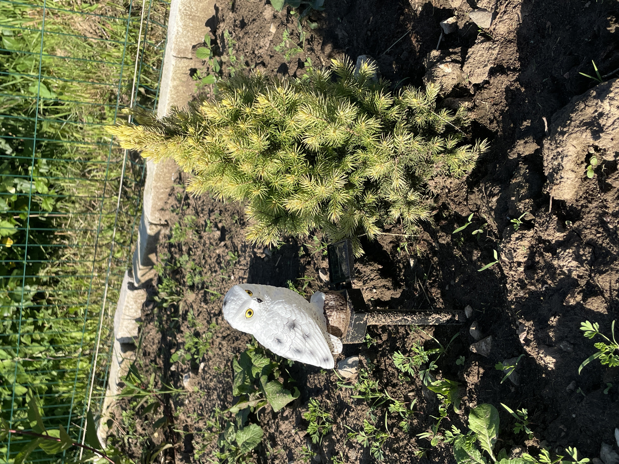 This media file shows a close-up, ground-level view of a small conifer tree and a decorative owl statue in a garden setting. The conifer tree is a dwarf variety, characterized by its dense, needle-like foliage, which displays a mix of green and yellow hues, suggesting it may be a cultivar like a 'Golden Conifer' or a young tree experiencing some sun stress. It is planted in dark, rich soil, with visible rocks and smaller plants surrounding it.
The decorative owl statue is white and appears to be made of plastic or resin, designed to resemble a snowy owl with yellow eyes and black markings. It is mounted on a black metal stake, which also holds a small solar panel, indicating it might be a solar-powered garden light or ornament. The statue is positioned near the base of the conifer tree.
The background reveals a green mesh fence, suggesting the garden is bordered by a yard or an adjacent area. The ground is uneven, with patches of soil, small stones, and some green vegetation sprouting through. The lighting indicates it is daytime, with strong sunlight casting shadows, suggesting a clear or partly cloudy day. The overall scene is one of a domestic garden, possibly a backyard, in Izborsk, Russia. No people are visible in the frame. The focus is on the plant and the garden ornament.
