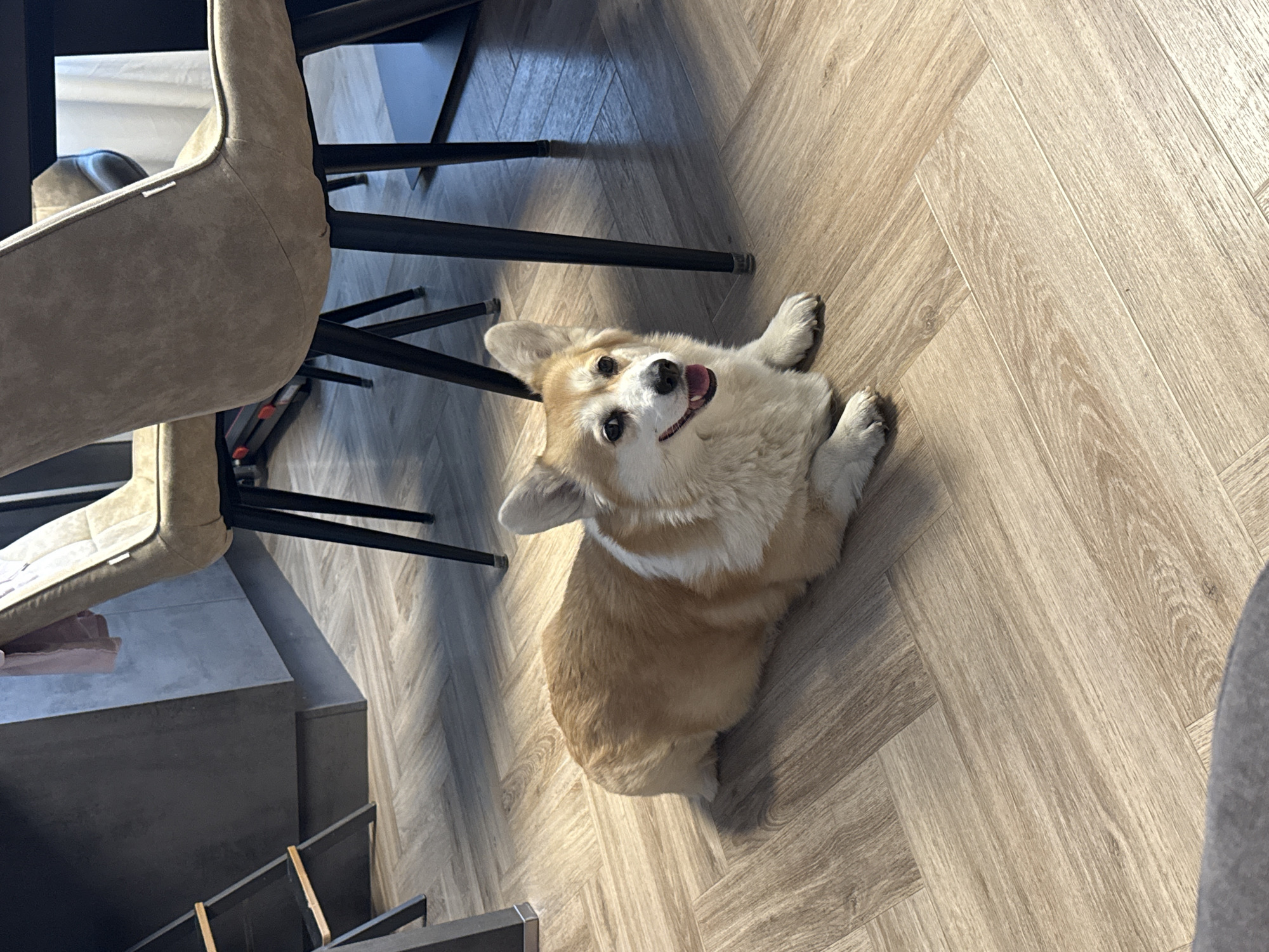 A tan and white corgi dog is lying on its back on a light-brown wood-patterned floor, with its paws up in the air and its tongue slightly out, appearing to look at the camera. The dog is positioned near the legs of a table and a chair upholstered in a beige fabric. To the left, there are the edges of stairs with black railings. The flooring resembles a herringbone pattern. There is no indication in the image that the scene is located in Krasnoyarsk, Russia.