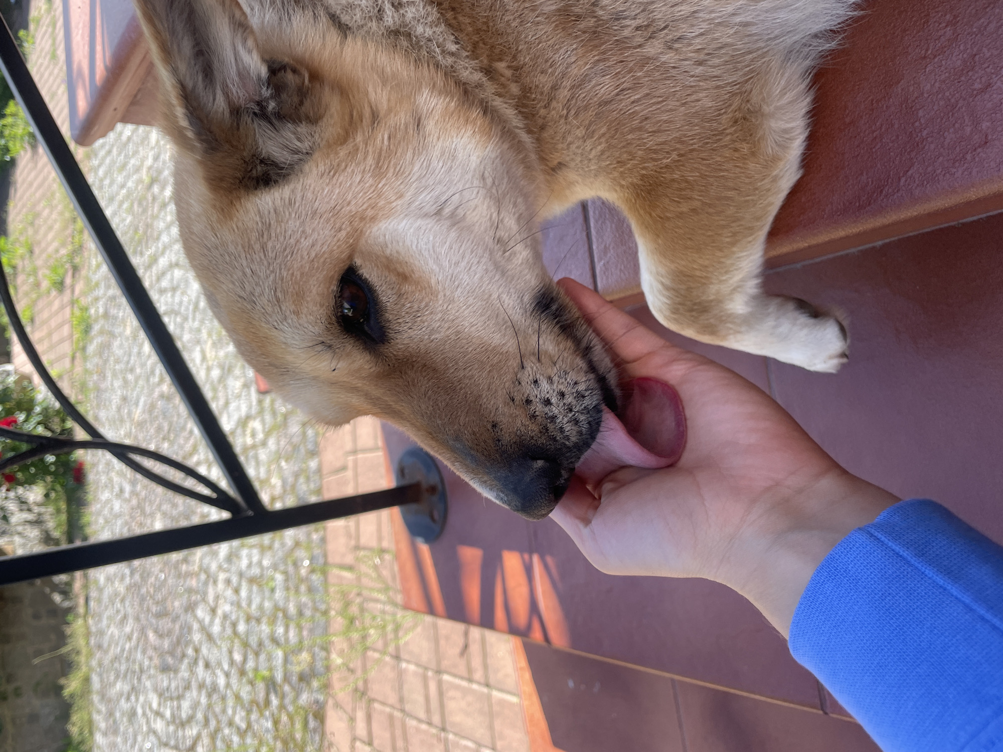 A close-up, eye-level shot shows a dog's head resting on a person's hand outdoors. The dog, with tan and white fur, is licking the back of the hand. The dog's right eye is visible, brown and alert. The person's hand and wrist are also in the frame, wearing a blue long-sleeved shirt. The background suggests an outdoor setting with reddish-brown steps, a paved walkway, and a black metal railing. Sunlight casts shadows on the ground.