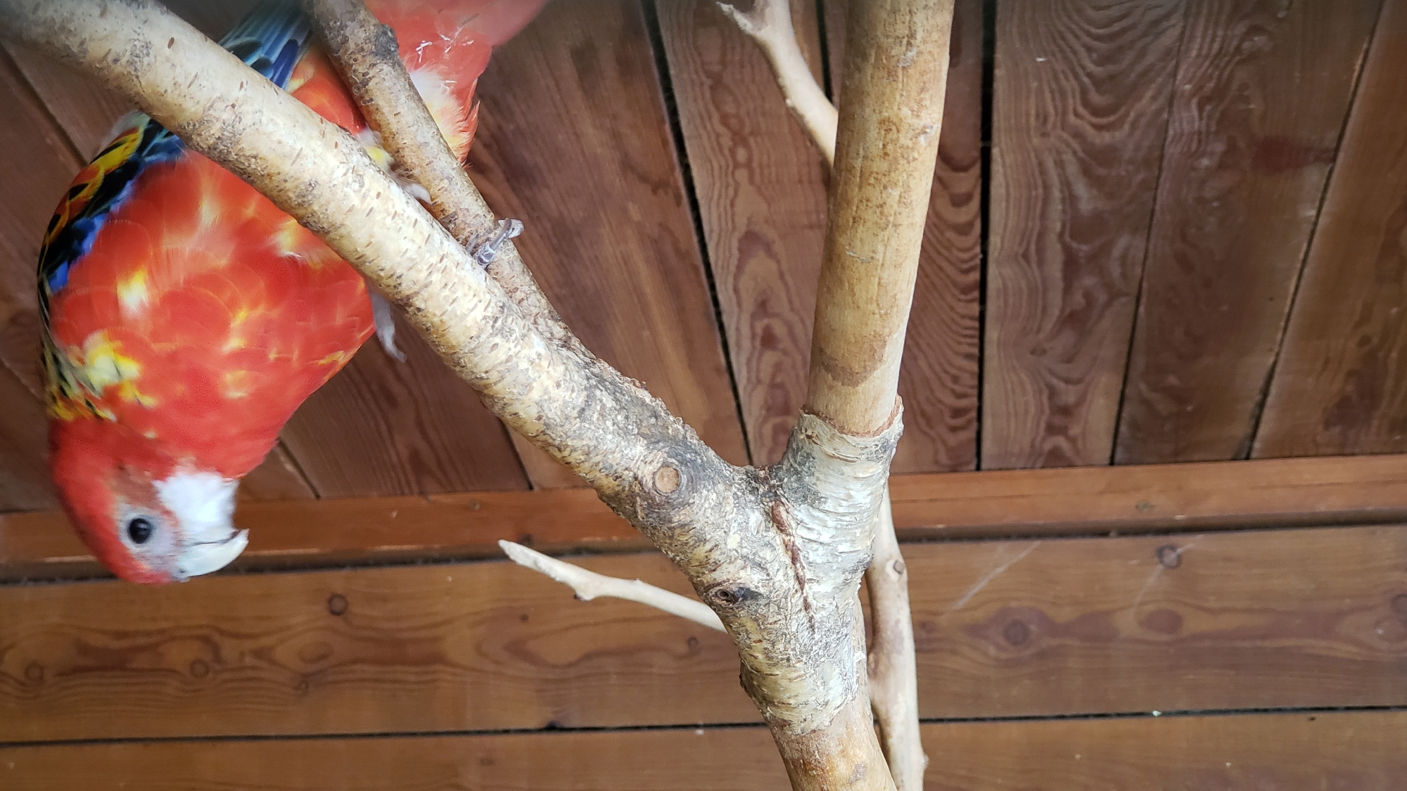 A red, blue, and yellow parrot is perched on a branch in front of a wooden wall. The parrot's head is turned to the left, and its eye is visible. The branch is thick and covered in bark. The wooden wall is made of horizontal planks. The image is taken from a slightly elevated perspective. The location is not specified in Prešov, Slovakia.
