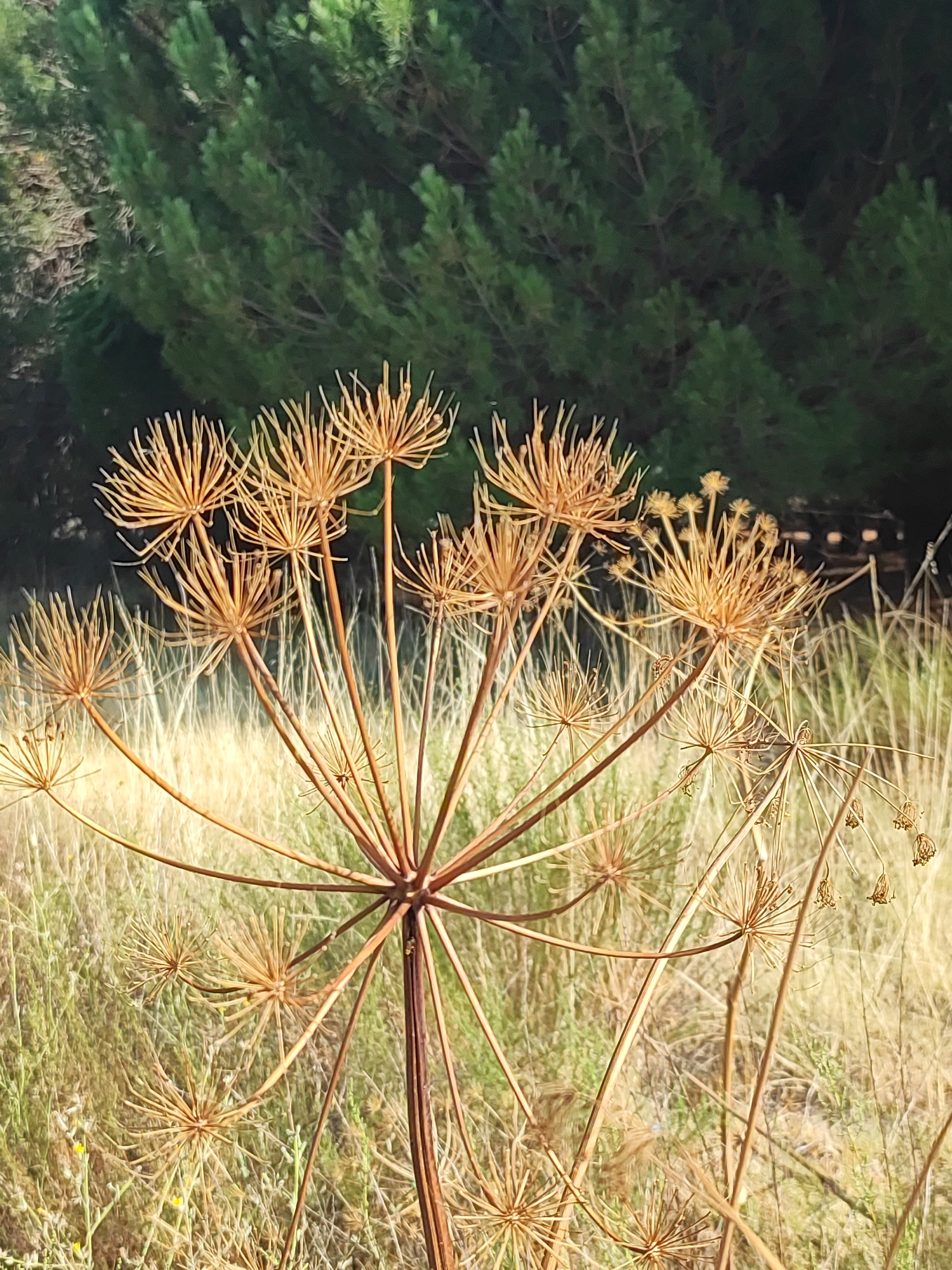 The image captures a close-up view of dried hogweed or fennel plants in a natural setting. The plants are a light brown to golden color, with intricate, star-shaped seed heads composed of numerous thin stalks. These dried seed heads are the prominent focus of the foreground. Behind the plants, a background of tall, dry grasses is visible, creating a textured, autumnal landscape. Further in the distance, a dense cluster of dark green pine trees forms a solid backdrop. The lighting suggests it is daytime, possibly late afternoon, with a warm glow illuminating the dried vegetation. There are no people or animals present in the image, and no human-made structures are clearly identifiable, though a hint of something resembling fencing or a structure can be discerned through the trees in the far right background. The scene appears to be located in a rural or natural area outside of the immediate urban core of Traspinedo, Spain.