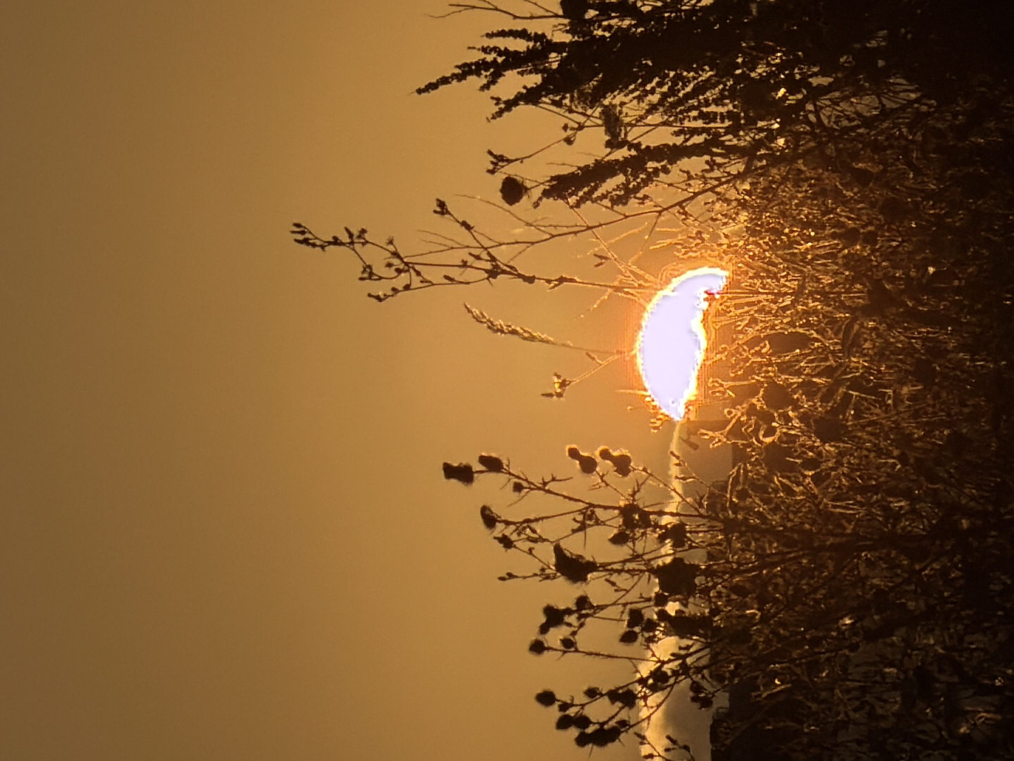 The image depicts a sunset over Leudelange, Luxembourg. Silhouettes of dried vegetation, including thistles, are in the foreground, with the sun partially obscured behind them. The sky is a warm orange hue, characteristic of a sunset. There are no people or man-made structures visible in the frame.