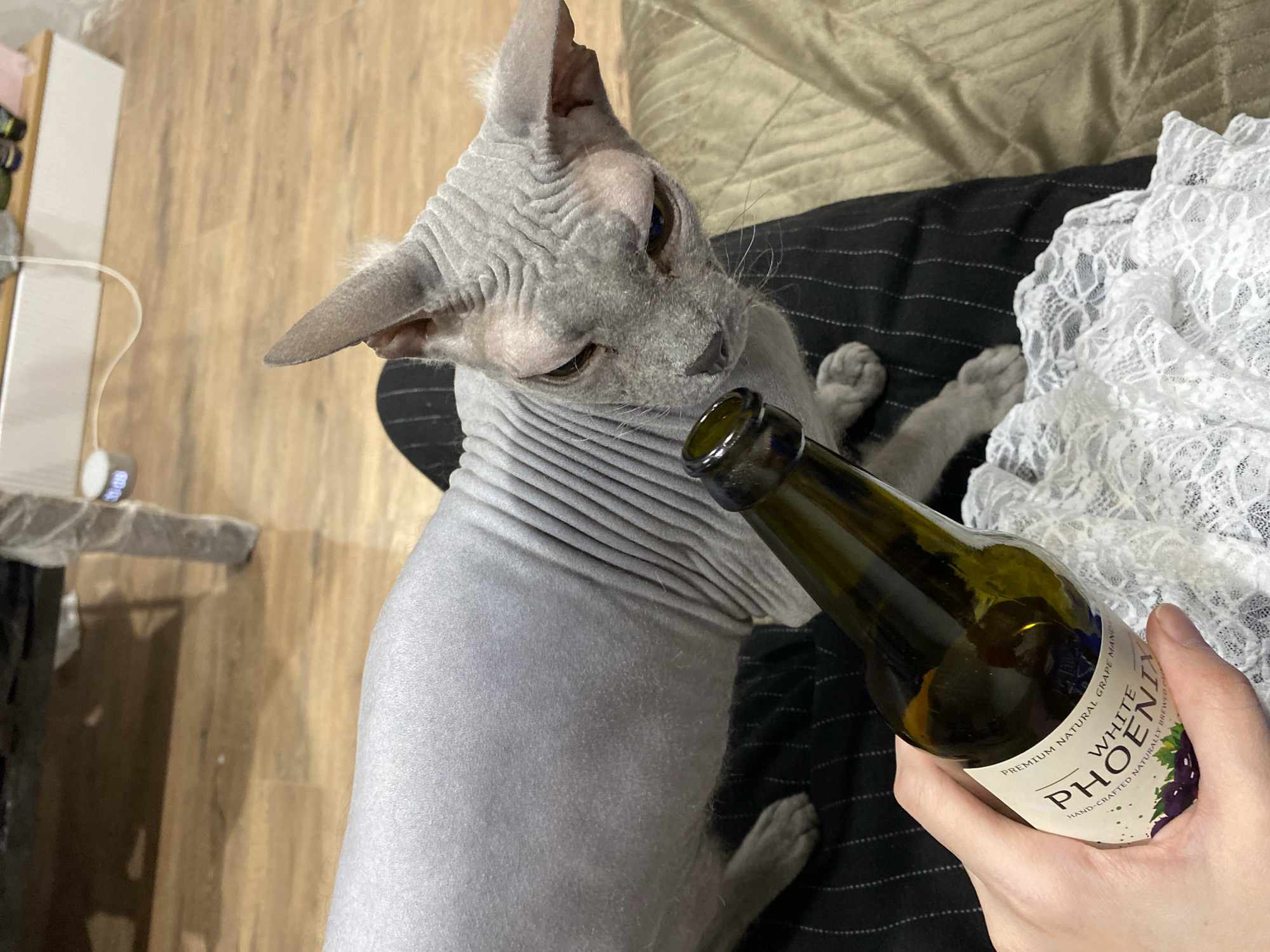 The image features a Sphynx cat and a human hand holding a bottle, set indoors in Votkinsk, Russia.
The main subject is a grey Sphynx cat with wrinkled skin, large ears, and blue or light-colored eyes, looking intently at a bottle. The cat is partially covered by a light grey fabric, possibly a blanket or clothing, revealing its hairless body. It is resting on a dark, striped fabric, which appears to be part of a bed or cushion.
A human hand with fair skin and short nails holds a dark green glass bottle, positioned near the cat's head. The bottle's label is visible, displaying "WHITE PHOENIX" in large letters, with smaller text that includes "PREMIUM NATURAL GRAPE" and "HAND-CRAFTED NATURALLY BREWED." An illustration of purple grapes is also present on the label.
In the background, light-colored wooden flooring is visible on the left and bottom. A small white device with a blue light is partially seen on the wooden floor to the left. On the right side, a white lace fabric adds texture to the scene. The lighting suggests an indoor setting, without direct sunlight. The cat's posture and gaze indicate curiosity or interest in the bottle.