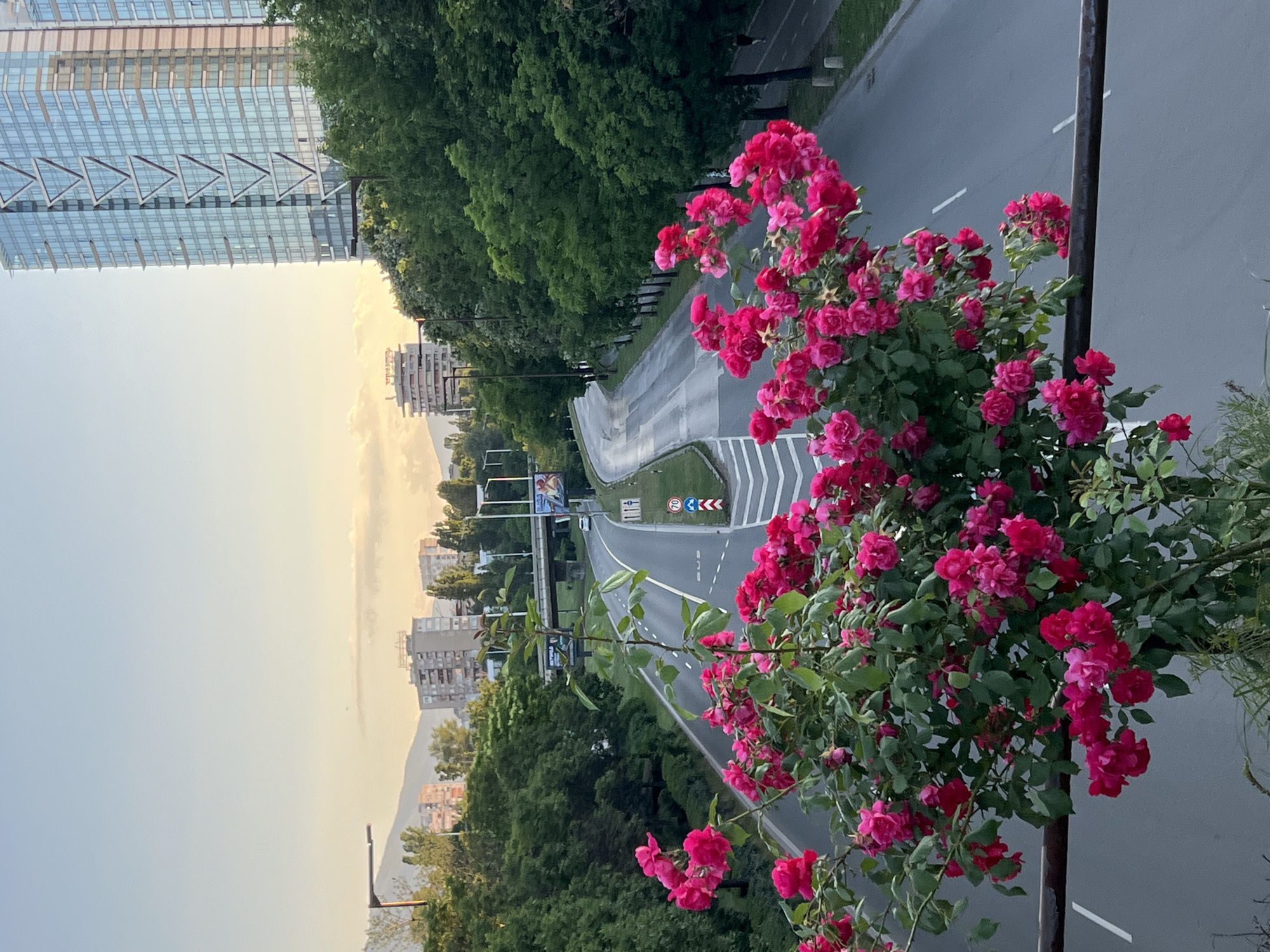 A dense bush of vibrant pink roses with green leaves is in the foreground, obscuring a portion of a railing. Beyond the roses, a multi-lane road curves through a city, flanked by mature trees on either side. In the background, apartment buildings and a modern glass skyscraper are visible. The sky is a soft gradient of pale blue and warm orange hues, suggesting either dawn or dusk. The road is wet, indicating recent rain. A few cars are on the road, and a person is visible on a sidewalk in the distance. Road signs are present, including one with a speed limit of 70.