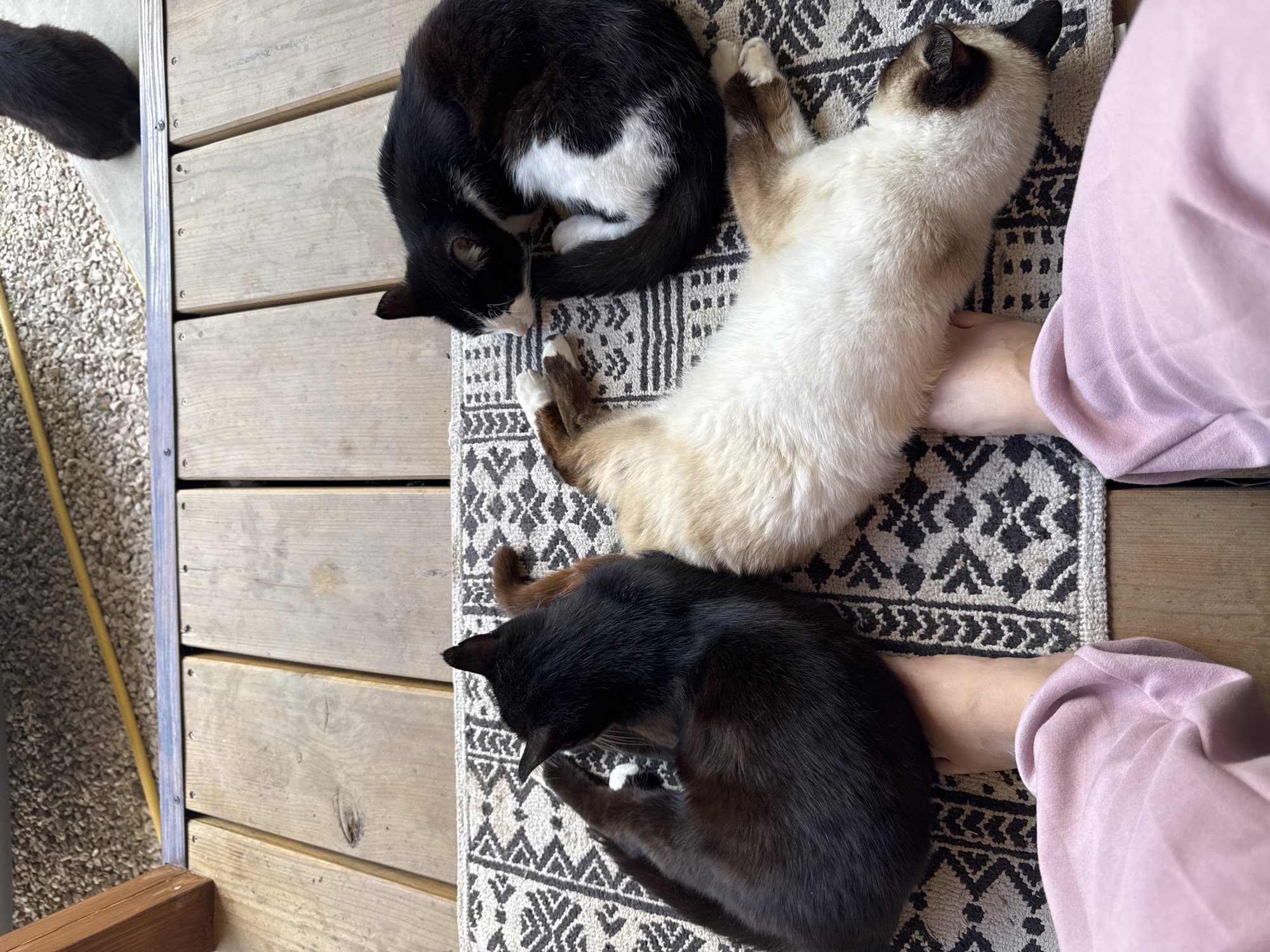The image shows three cats napping on a rug placed on a wooden deck. One black cat is curled on its side, its tail extended. Another cat, predominantly black with white markings on its chest and face, is curled in a tight ball. The third cat is a Siamese with cream-colored fur and dark brown points on its ears and face, lying on its back with its paws extended. In the foreground, a person's bare feet wearing pink pajama pants are visible, with the cats positioned around them. The wooden deck appears to be outdoors, possibly on a patio or porch. The background shows gravel and part of a wooden structure. There is no information provided that would allow for identification of the location within the city of Добровское сельское поселение, Ukraine.