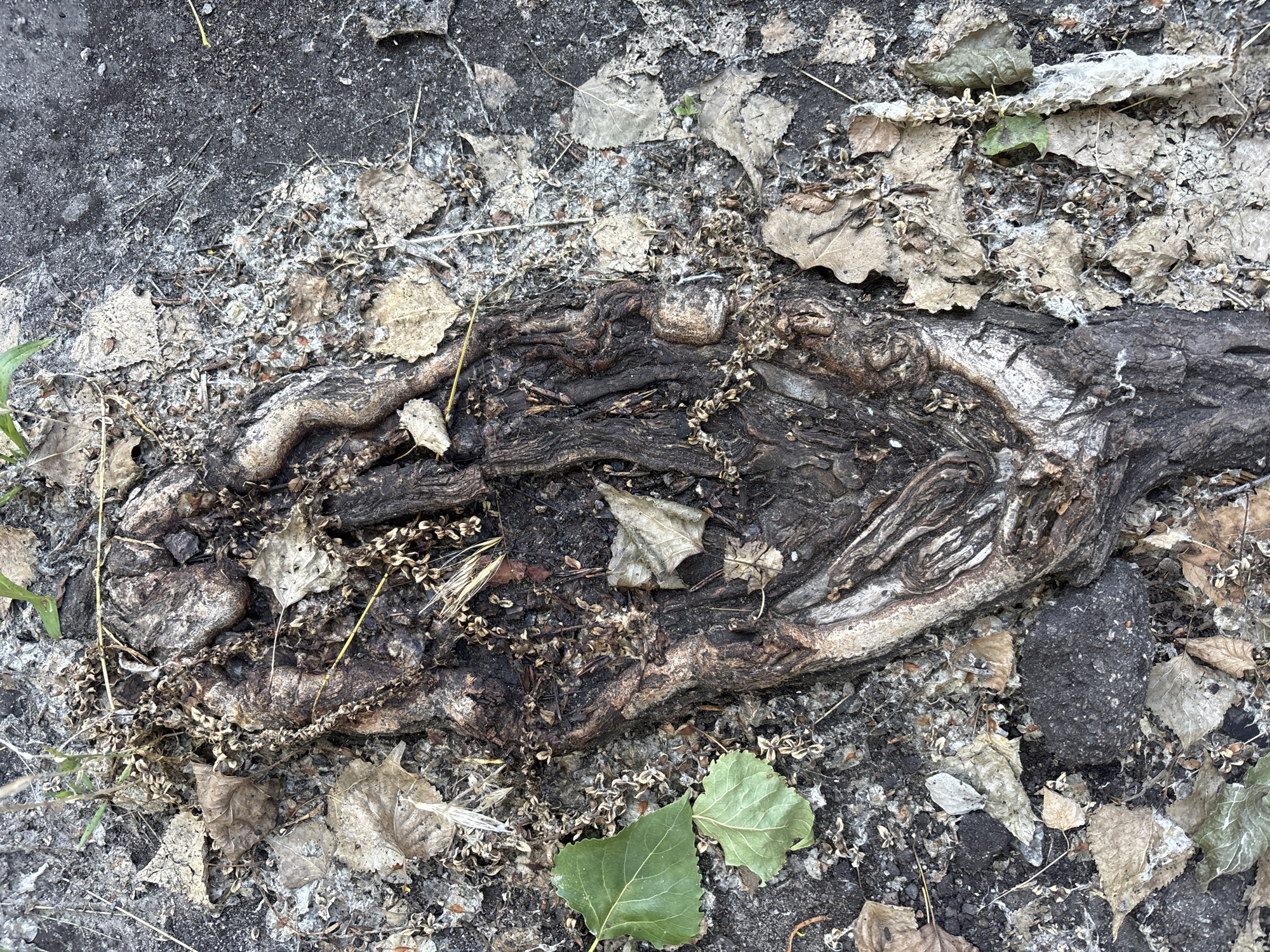 The image shows a close-up, top-down view of a large, gnarled tree root emerging from cracked asphalt and surrounded by fallen leaves and debris. The root is dark brown and black, with a rough, textured surface. Some of the bark has peeled away, revealing lighter-colored wood beneath. Small, dried plant matter, possibly seeds or seed pods, are scattered around the root. A few green leaves are present, indicating recent foliage, while the majority of leaves are dry and brown, suggesting a past season. The asphalt is dark gray and shows signs of wear and tear, with small pebbles and dirt visible. The overall impression is one of nature reclaiming a man-made environment. No people are present in the image.