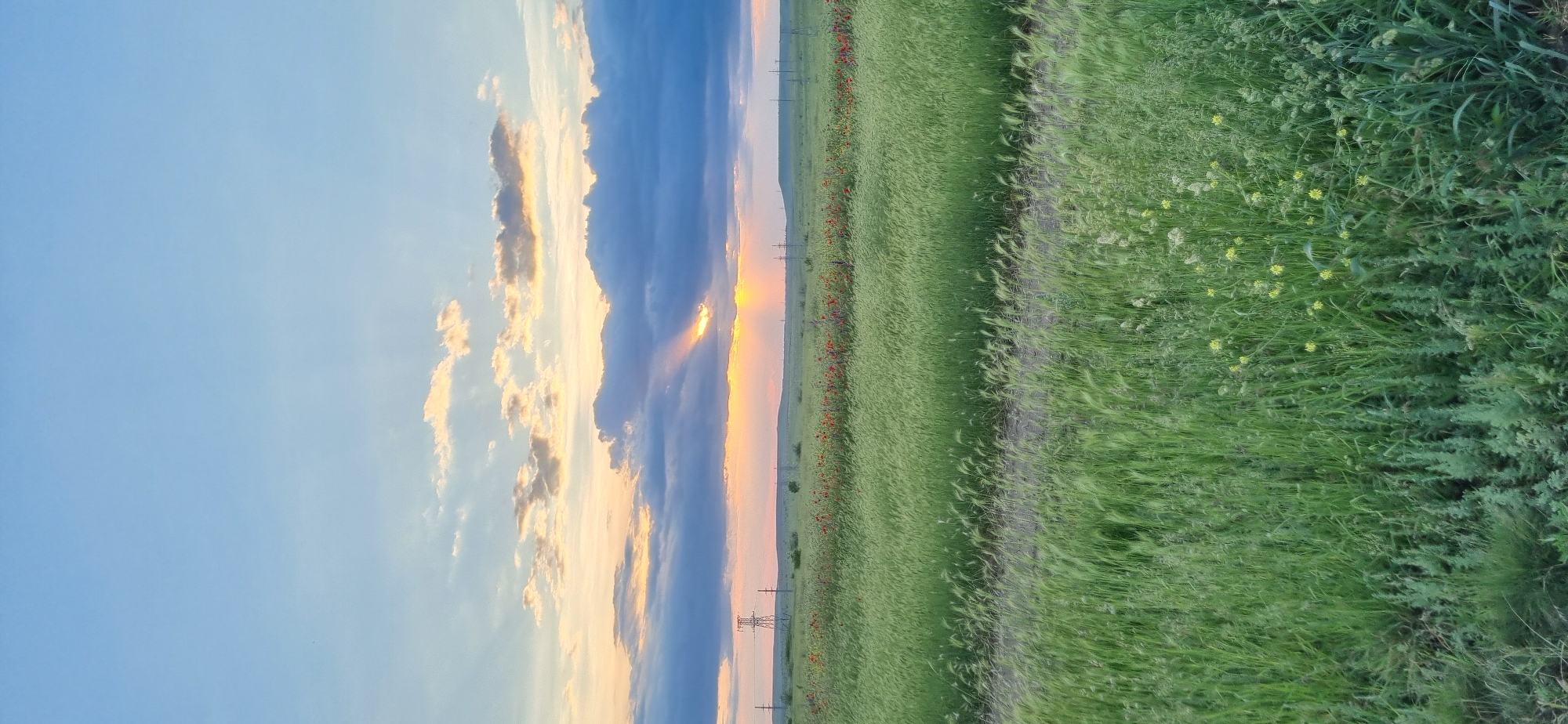 A landscape photograph, oriented vertically, shows a field of tall green grass and wildflowers against a sunset sky with clouds. The left portion of the image features a blue sky with scattered, sunlit clouds. A large, dark cloud formation stretches vertically, obscuring the setting sun, but beams of light still break through. The middle ground is a field with a line of red flowers, possibly poppies, and power lines extending into the distance. The right side is dominated by dense green grass and vegetation, with some yellow wildflowers visible. The scene is likely set in a rural area, possibly near Blizhnee, Ukraine, given the mention of the city. No people or specific actions are visible.