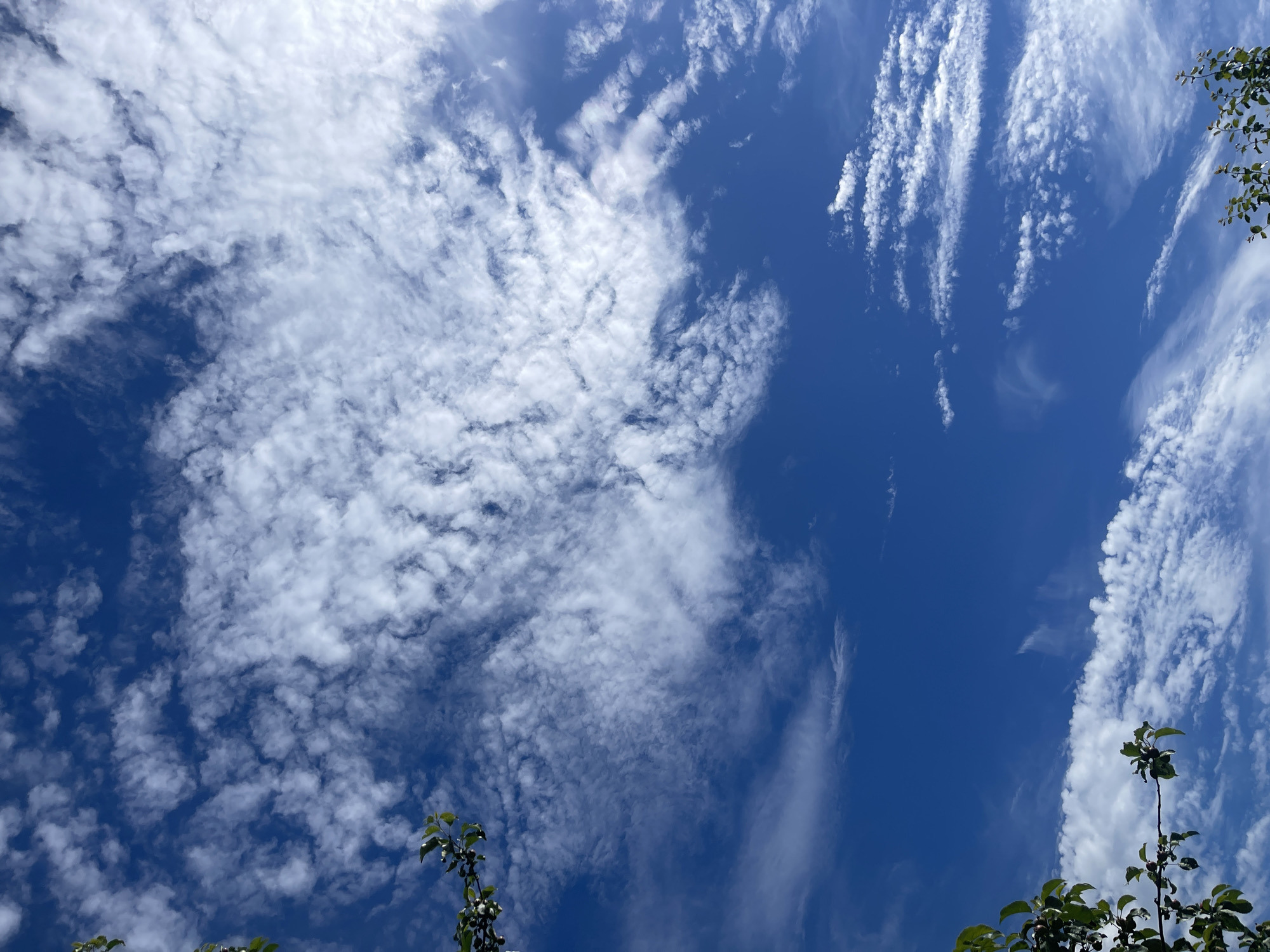 The image captures a vibrant daytime sky in Donskoye, Russia, dominated by a mix of cloud formations against a deep blue backdrop. The scene is viewed from a low angle, looking upwards towards the vast expanse of the sky.
On the left side of the frame, numerous small, white, cotton-like clouds are scattered across the blue, giving the impression of an alto-cumulus or stratocumulus layer. These clouds are varied in shape and density, creating a textured pattern across that portion of the sky. Moving towards the right, the cloud patterns shift, becoming more elongated and streaky, reminiscent of cirrus or cirrocumulus clouds. Some of these clouds form distinct, almost parallel lines or plumes, particularly in the upper right quadrant. There's a clear demarcation in the right half of the image where a dense band of white clouds abruptly meets an expansive area of clear blue sky.
At the very bottom and along the right edge of the frame, dark green leaves and slender branches of a tree are visible, indicating an outdoor setting with vegetation. These elements are partially silhouetted against the bright sky, with some small, dark, berry-like objects clustered on the branches. The lighting suggests a bright, sunny day, with the clouds well-illuminated by the sun, although the sun itself is not visible. No people or human activity are depicted, and there is no visible text.