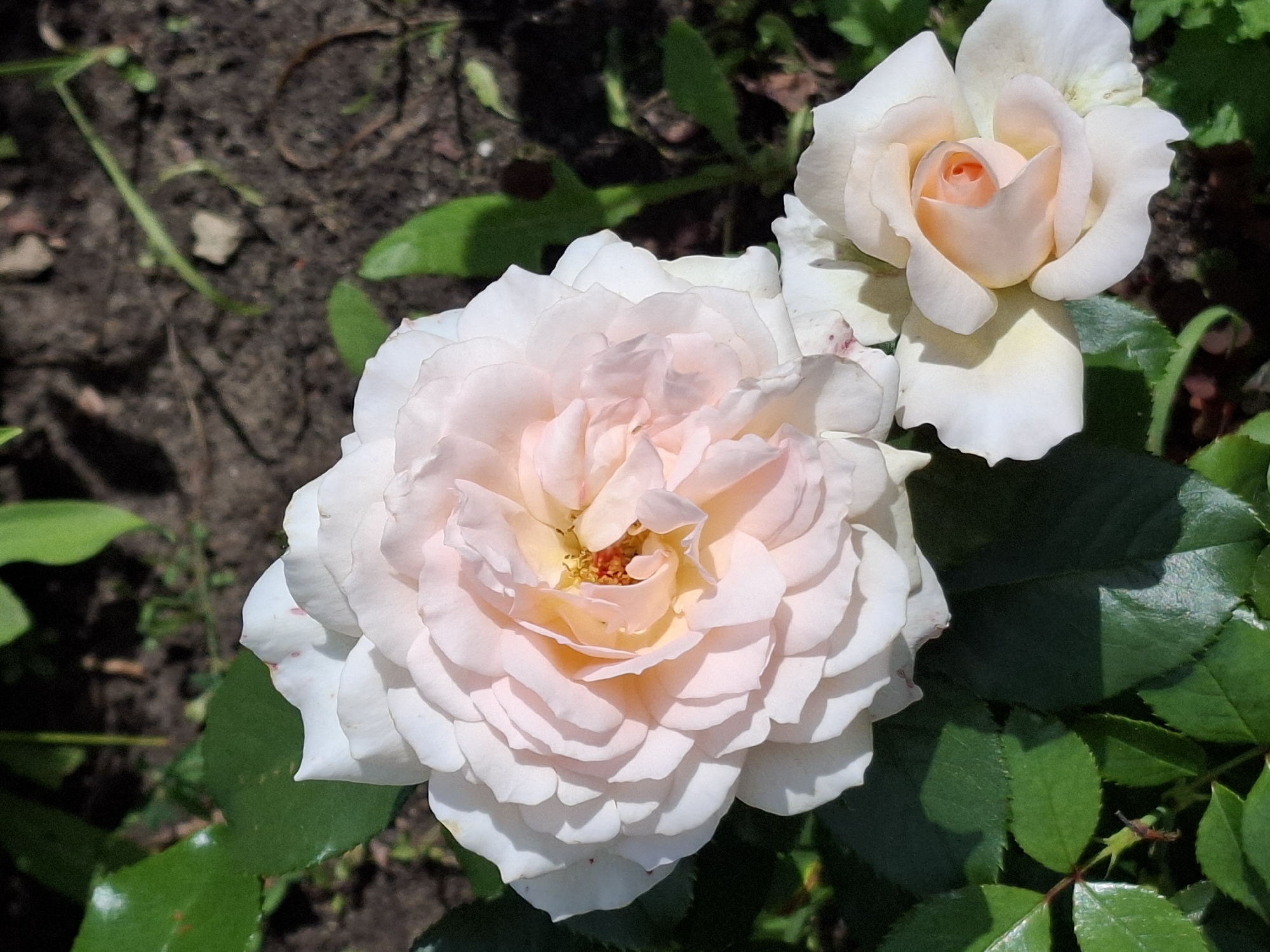 Two light pink roses are in focus against a background of dark soil and green leaves. The larger rose is on the left, fully bloomed, with many layers of delicate petals. The smaller rose is on the lower right, partially open, revealing a peachy-pink center. The roses are illuminated by bright sunlight, casting shadows on the petals and surrounding foliage. The soil in the background appears dry and somewhat loose, with a few small stones and blades of grass visible. The scene suggests a garden setting.