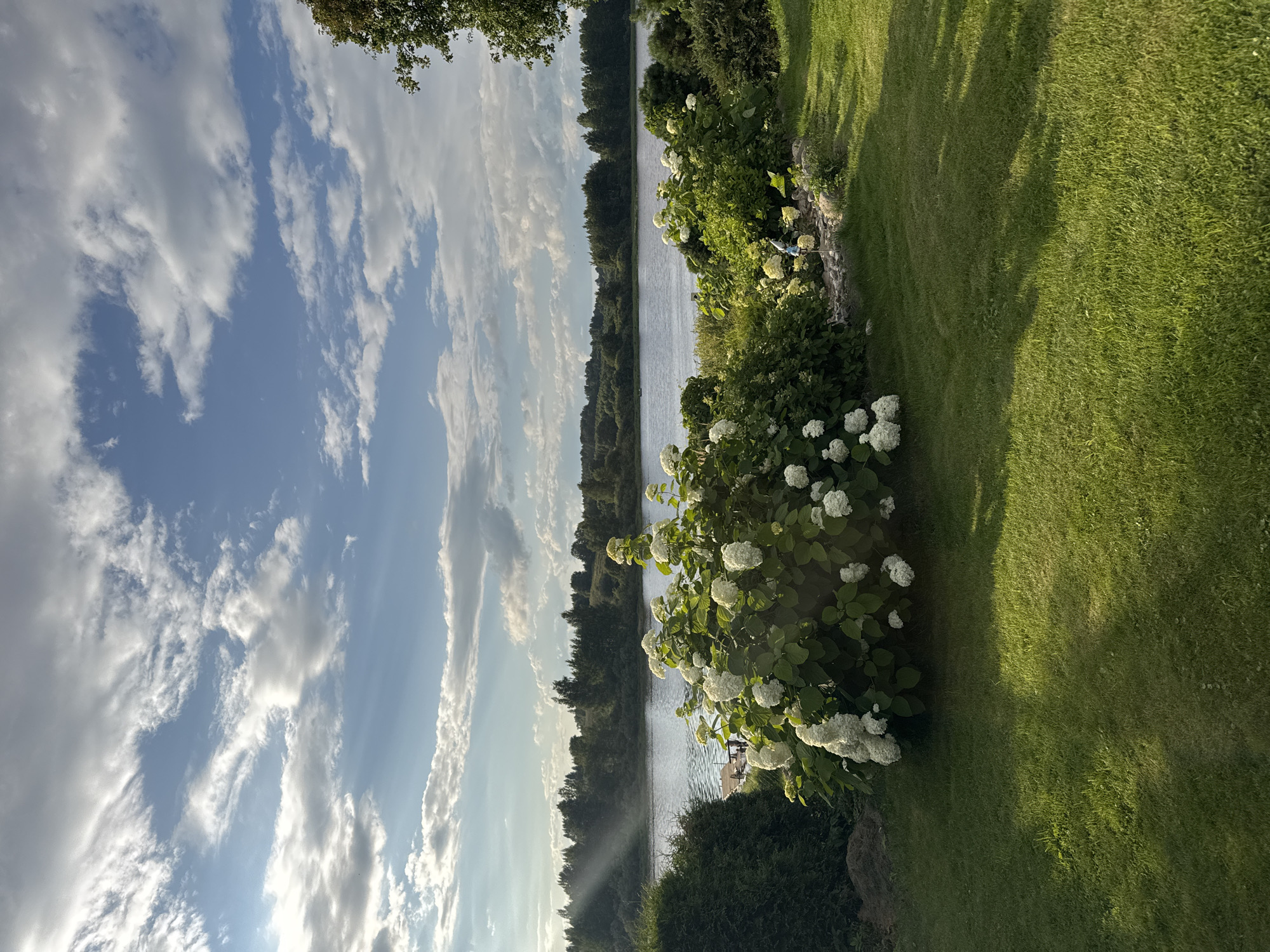The image depicts a serene natural landscape with a focus on a waterfront scene. In the foreground, a well-maintained lawn transitions to a cluster of vibrant white hydrangeas. Behind the flowers, a tranquil body of water, likely a river or lake, stretches across the midground. The water's surface reflects the sky, which is adorned with a dramatic arrangement of white and grey clouds against a bright blue backdrop. Sunlight streams through gaps in the clouds, casting distinct rays onto the scene.
The background features a dense line of trees forming a natural horizon. A small wooden dock is visible on the left side of the water, with two figures standing on it, possibly engaged in fishing or preparing a boat. To the far right, the branches of a large tree extend into the frame. The overall setting suggests a rural or suburban environment, possibly a private residence or a park area. The presence of the hydrangeas and the lush green lawn indicates a well-tended garden. The lighting suggests it is daytime, possibly late afternoon or early morning, given the angle of the sunbeams. The location is described as being in the city of Sitno, Russia.