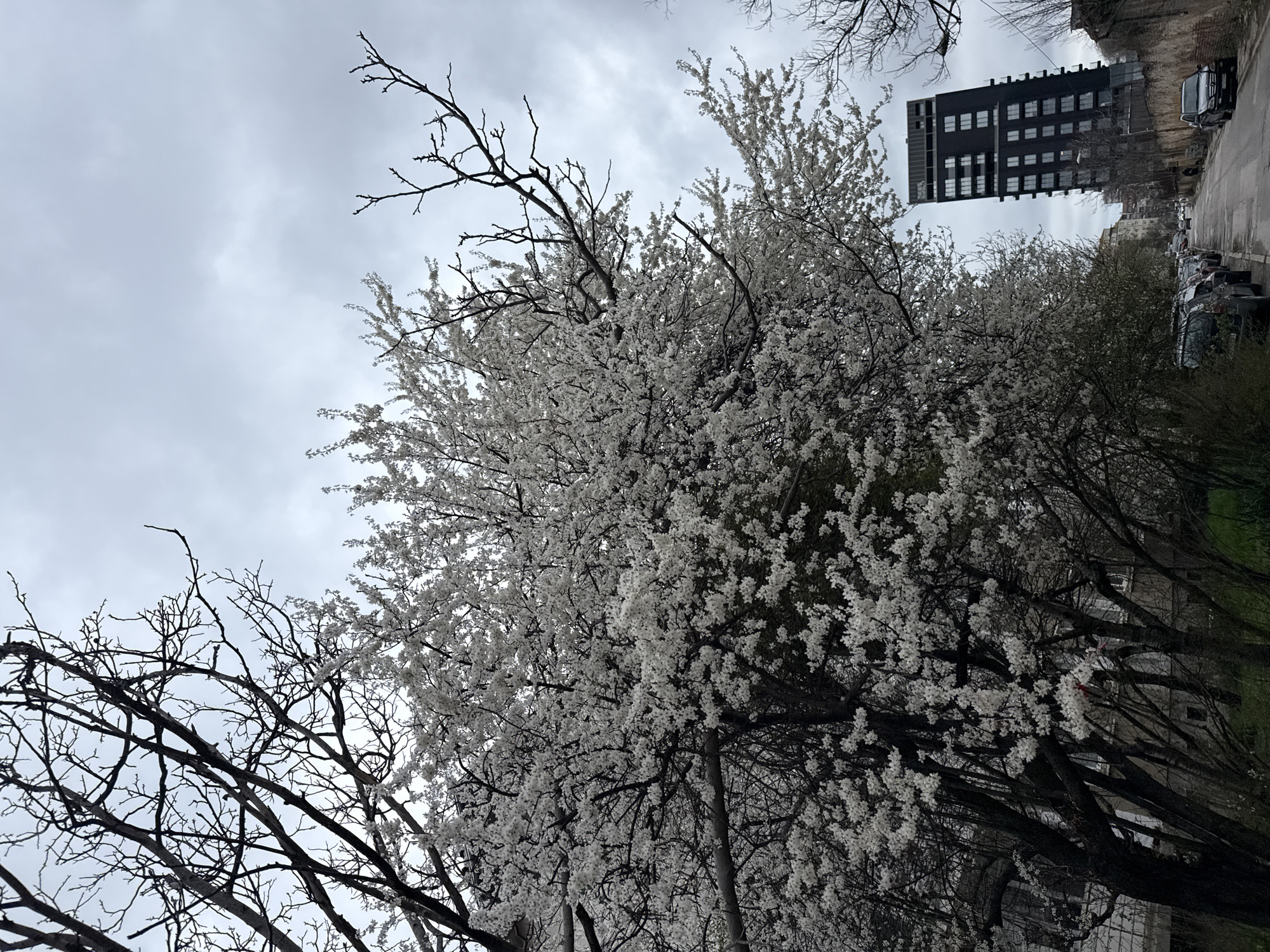 The image depicts a street scene in Sofia, Bulgaria. A tall, modern black building with rows of windows is visible in the background. In the foreground, a tree with abundant white blossoms dominates the view, partially obscuring the building. Another tree with bare branches is present on the left side of the frame. Cars are parked along the right side of the street. The sky is overcast with a layer of gray clouds.