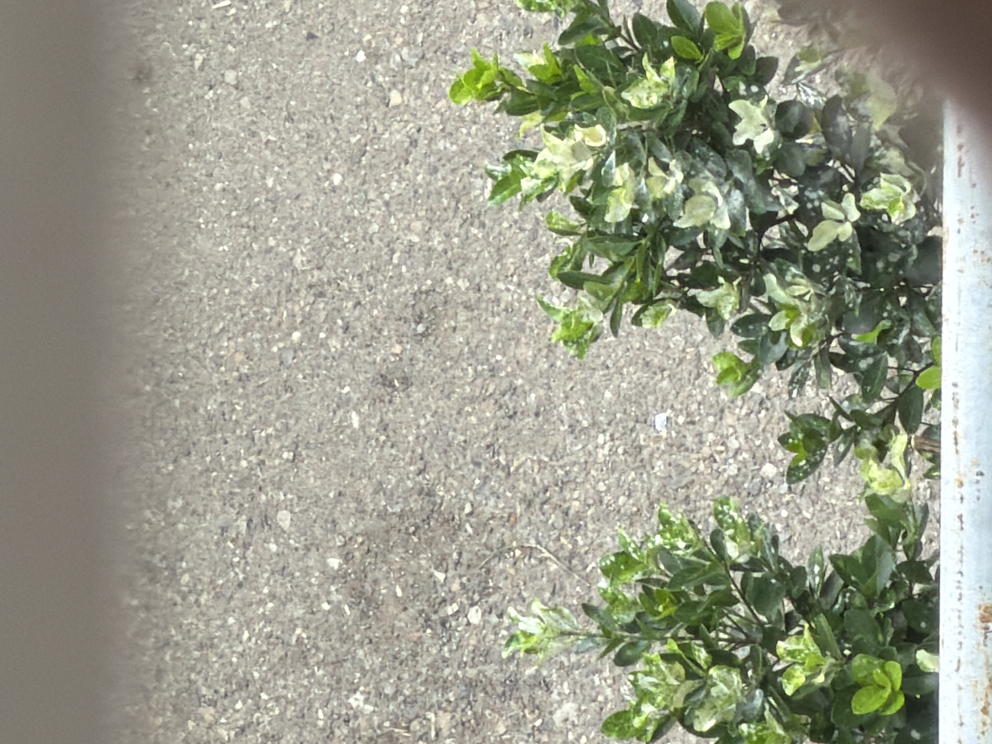 This media file captures an overhead view of a plant with variegated leaves, featuring shades of green and white. The plant is situated on a textured, asphalt-like surface, which appears to be a ground or pavement. To the right edge of the frame, a portion of a white, vertical metal pole is visible, suggesting it might be a fence post or part of a structure. The lighting indicates it is daytime, with sunlight casting subtle shadows and highlighting the plant's foliage. The scene appears to be outdoors, possibly in a garden, park, or urban setting. There is no discernible activity or event taking place; the focus is solely on the plant and its immediate surroundings. No text is visible in the image. The location context of Tbilisi, Georgia, does not provide any specific visual cues within the image itself.