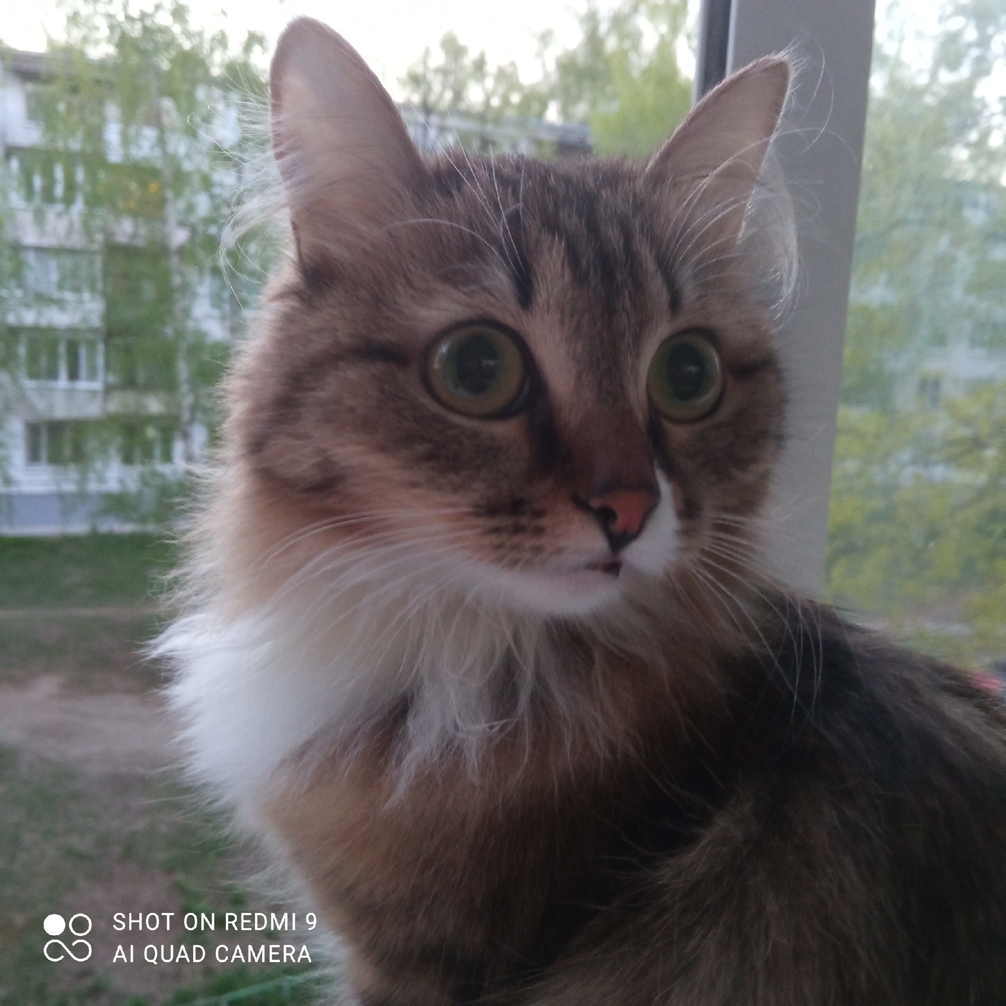 A close-up shot shows a cat with brown and white fur, large green eyes, and pointy ears. The cat appears to be indoors, possibly near a window. Outside, the background features a residential building and green trees. The image was captured on a Redmi 9 AI Quad Camera. The location is identified as Chaikovsky, Russia.