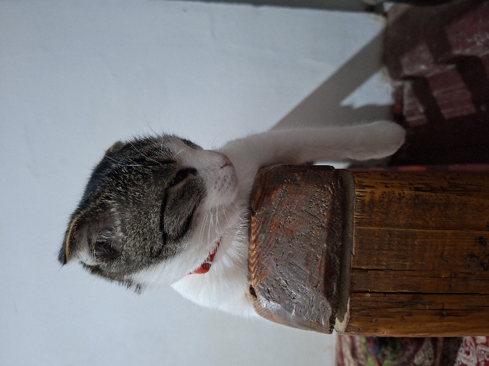 The image captures a domestic cat resting or sleeping on a wooden surface. The cat, oriented horizontally with its head towards the right side of the frame, is primarily white with prominent grey and dark brown tabby markings on its head, back, and tail (though the tail is not visible). Its eyes are closed, indicating it is asleep or deeply relaxed. A thin red collar is visible around its neck.
The cat's head is resting gently, and its ears appear slightly folded or flattened against its head, giving it a calm and peaceful expression. One of its front paws, white and stretched out, is visible near the edge of the wooden surface.
The surface the cat is resting on is a robust piece of wood, possibly a beam or the armrest of a piece of furniture. It has a dark, rich brown color with visible wood grain, texture, and some signs of age or wear. The wood appears solid and somewhat rustic.
In the background, behind the cat's head, there is a plain, light-colored wall, likely white or off-white, which provides a clean contrast to the cat's fur. To the right and below the wooden surface, a darker, patterned fabric is visible, appearing to be a cushion, blanket, or rug with reddish and maroon hues and intricate designs.
The lighting in the image is bright and appears to come from the top or front, casting soft shadows and highlighting the cat's fur and the texture of the wood. The overall mood is serene and peaceful, depicting a moment of quiet rest. There is no visible text in the image.