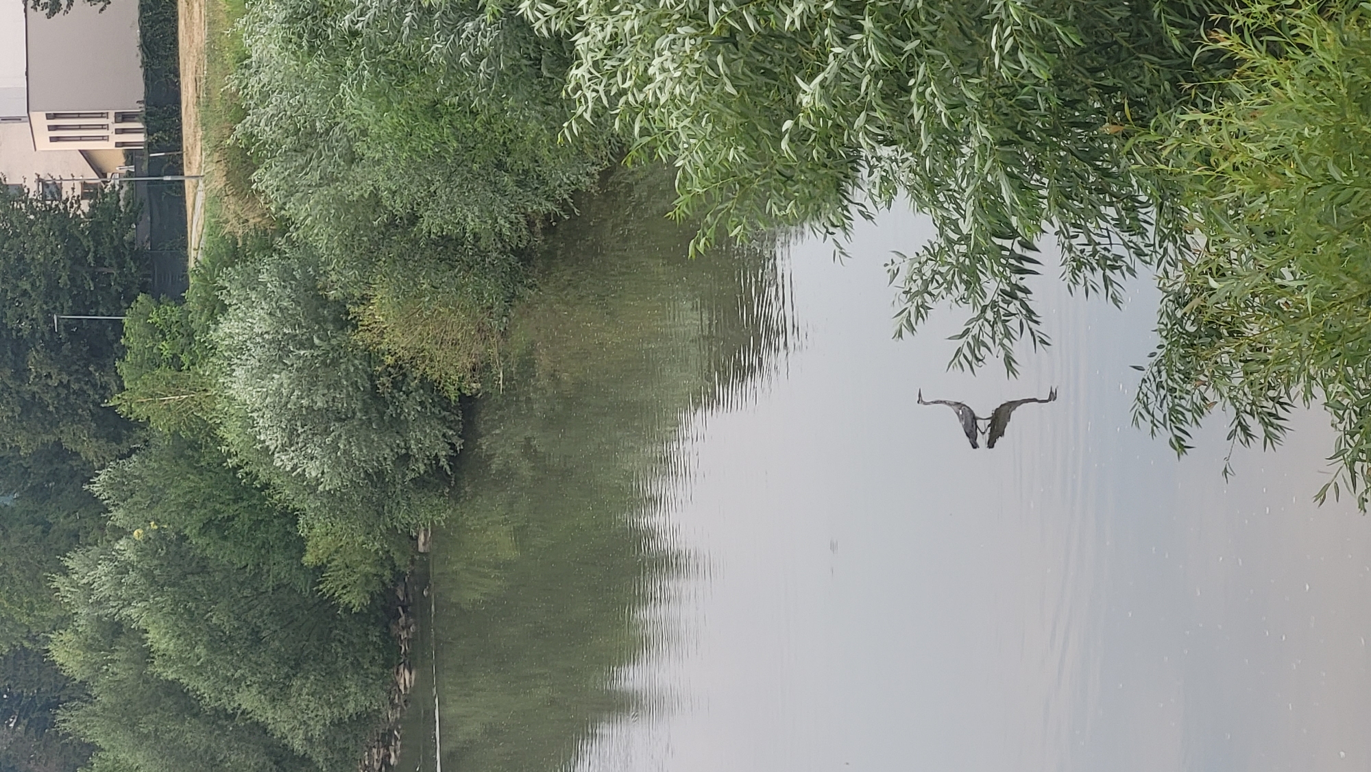 The image depicts a serene natural scene with a body of water in the foreground and lush green vegetation bordering it. A single grey heron stands in the shallow water, its reflection clearly visible beneath it. The background features a dense line of trees, and beyond that, a modern building with white and beige facades, suggesting an urban or semi-urban environment. The presence of the building and trees implies the location could be within the city of Prešov, Slovakia, potentially near a park or a waterfront area. The lighting suggests it is daytime, with a slightly overcast sky contributing to the diffused light. There are no people or any other animals visible in the frame, emphasizing the solitary presence of the heron in its natural habitat. The water is calm, with subtle ripples indicating a gentle movement. The overall atmosphere is tranquil and picturesque.