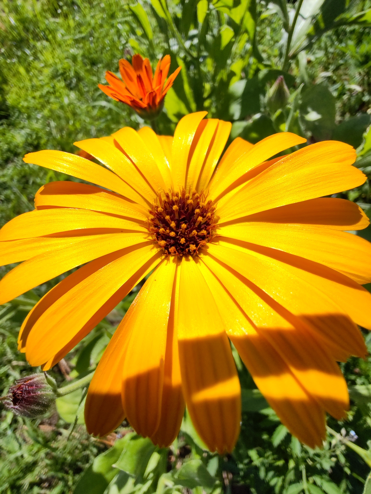The image displays a close-up of a bright yellow daisy-like flower in the foreground, with its petals radiating outwards. The center of the flower is a dark brown, textured disc. Sunlight casts shadows across the petals, highlighting their texture and form. In the background, a smaller, orange flower is visible, slightly out of focus. Green foliage and grass form the backdrop. A dark bud is also present to the left of the main flower. The scene suggests a garden or natural outdoor environment. There is no indication of the location being within the city of Чухлэм, Russia.