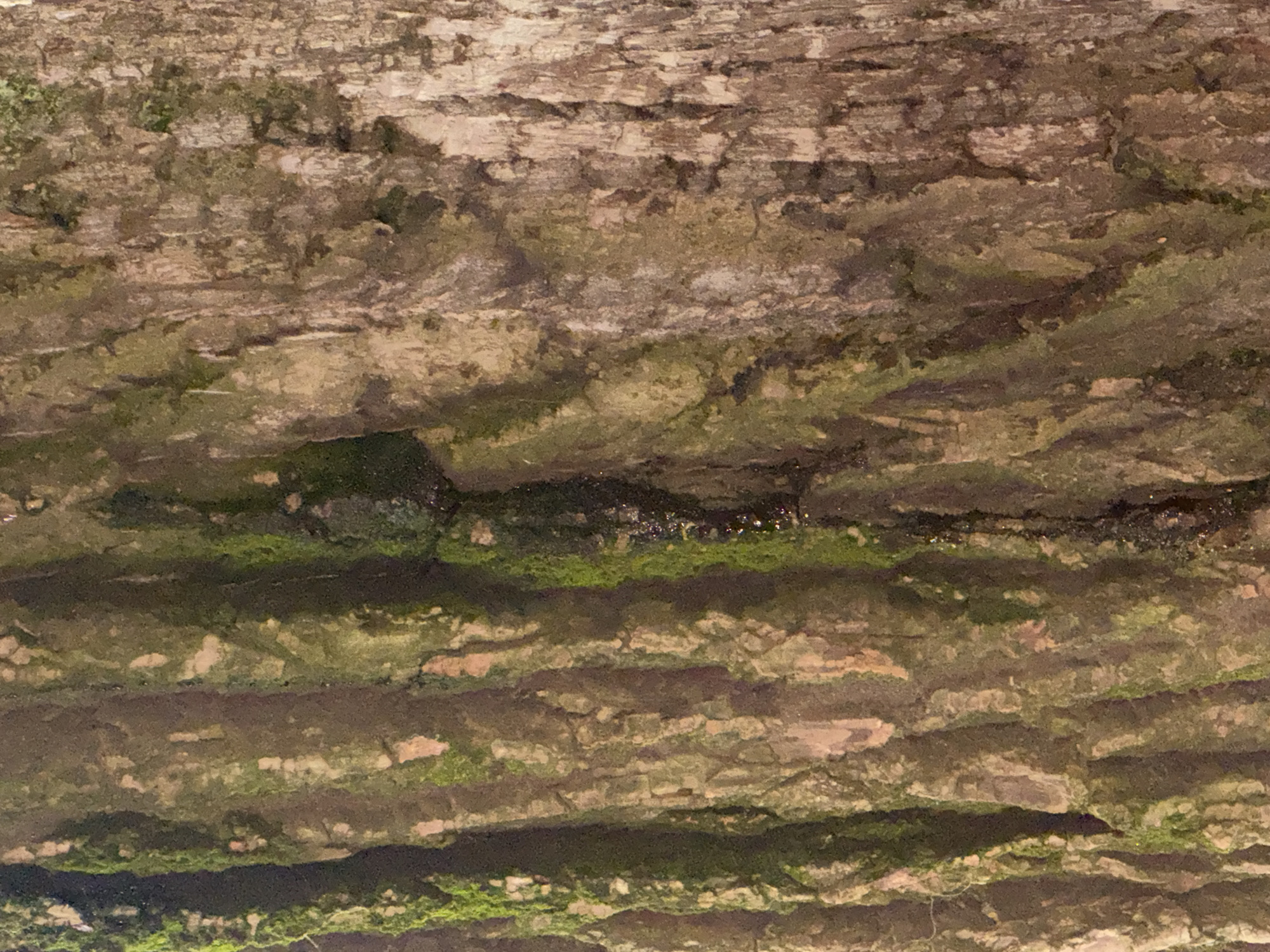 The image is a close-up, full-frame, vertical shot of tree bark. The bark has a rough, textured surface with prominent vertical ridges. Patches of green moss are visible on some of the ridges, particularly on the left side of the image, and a dark, wet streak runs vertically down the center-right. The colors are muted browns, grays, and greens, suggesting a natural outdoor environment. There are no people, animals, or man-made objects visible. The image provides no specific information about its location within Yessentuki, Russia, beyond the context of being a tree bark texture.