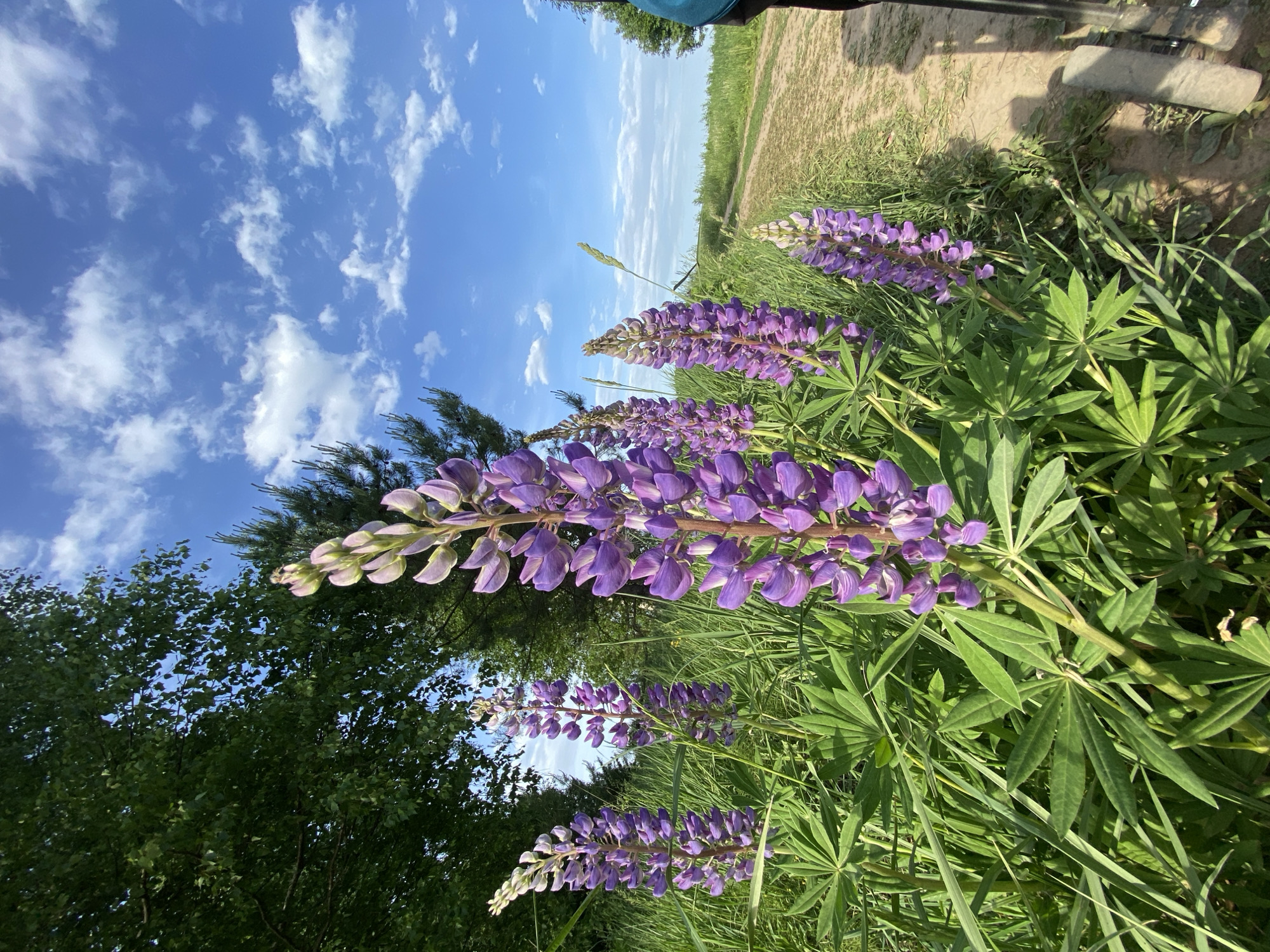 The image shows purple lupine flowers in a field with green grass and trees in the background. A blue sky with scattered clouds is visible above. A dirt path runs along the edge of the field. The location is suggested to be Гаревая, Russia.