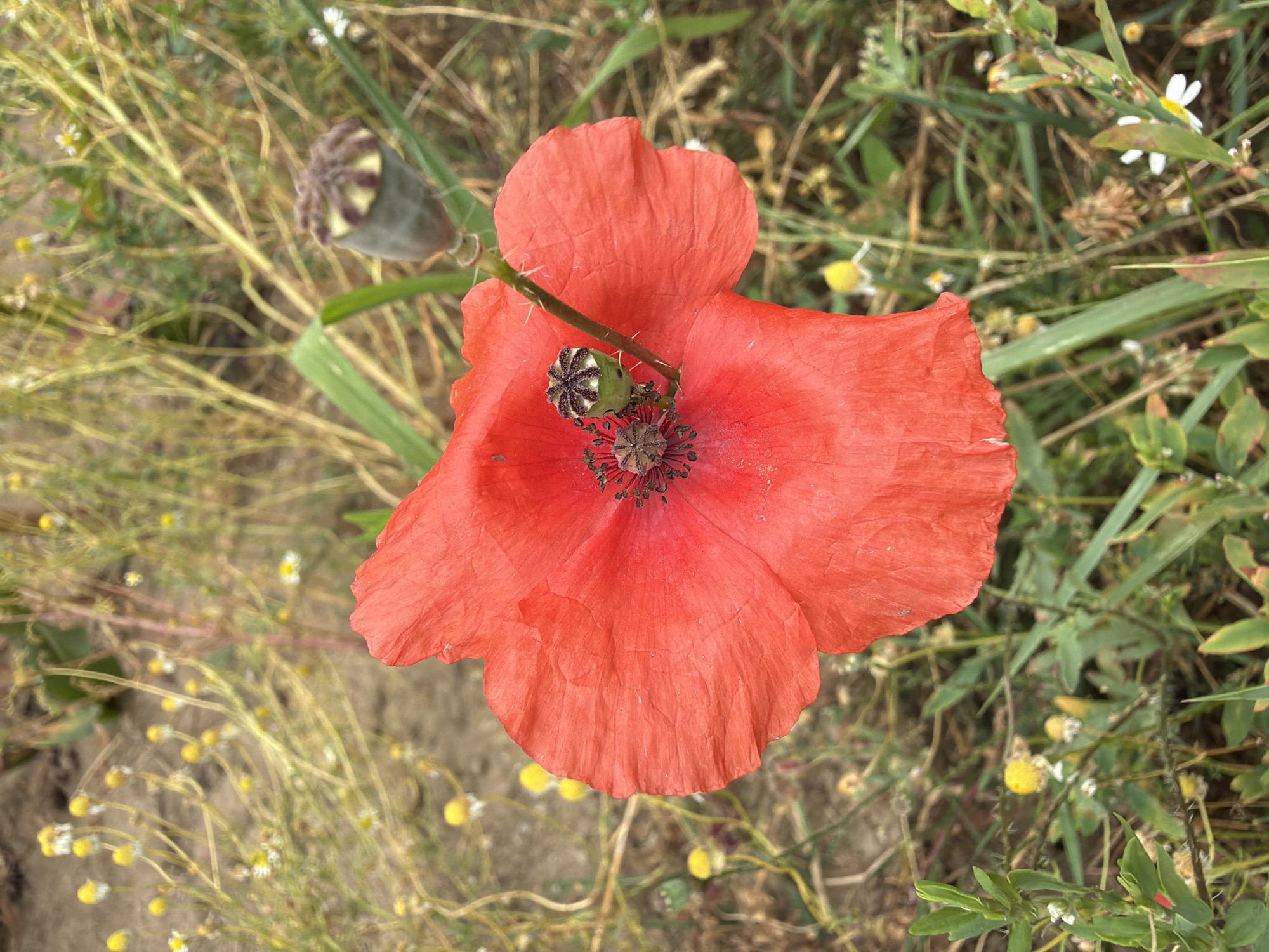 A close-up, eye-level shot shows a vibrant red poppy in full bloom, its delicate petals slightly crumpled. The poppy is the dominant subject, positioned in the center foreground and occupying a significant portion of the frame. To the left of the poppy, a green, ribbed seed pod is visible, and another, larger seed pod hangs from a stem above and to the right of the flower. The flower's center is dark and detailed with visible stamens.
The poppy is set against a backdrop of dry grasses and other wildflowers. Small yellow flowers and white flowers with yellow centers are scattered throughout the mid-ground and background. The ground appears to be dry, sandy soil, suggesting a natural or uncultivated area. The overall impression is one of a natural, outdoor setting, possibly a field or meadow. There are no people or animals present in the image. The lighting suggests it is daytime, with soft, diffused light. The location is identified as Melick, Netherlands.