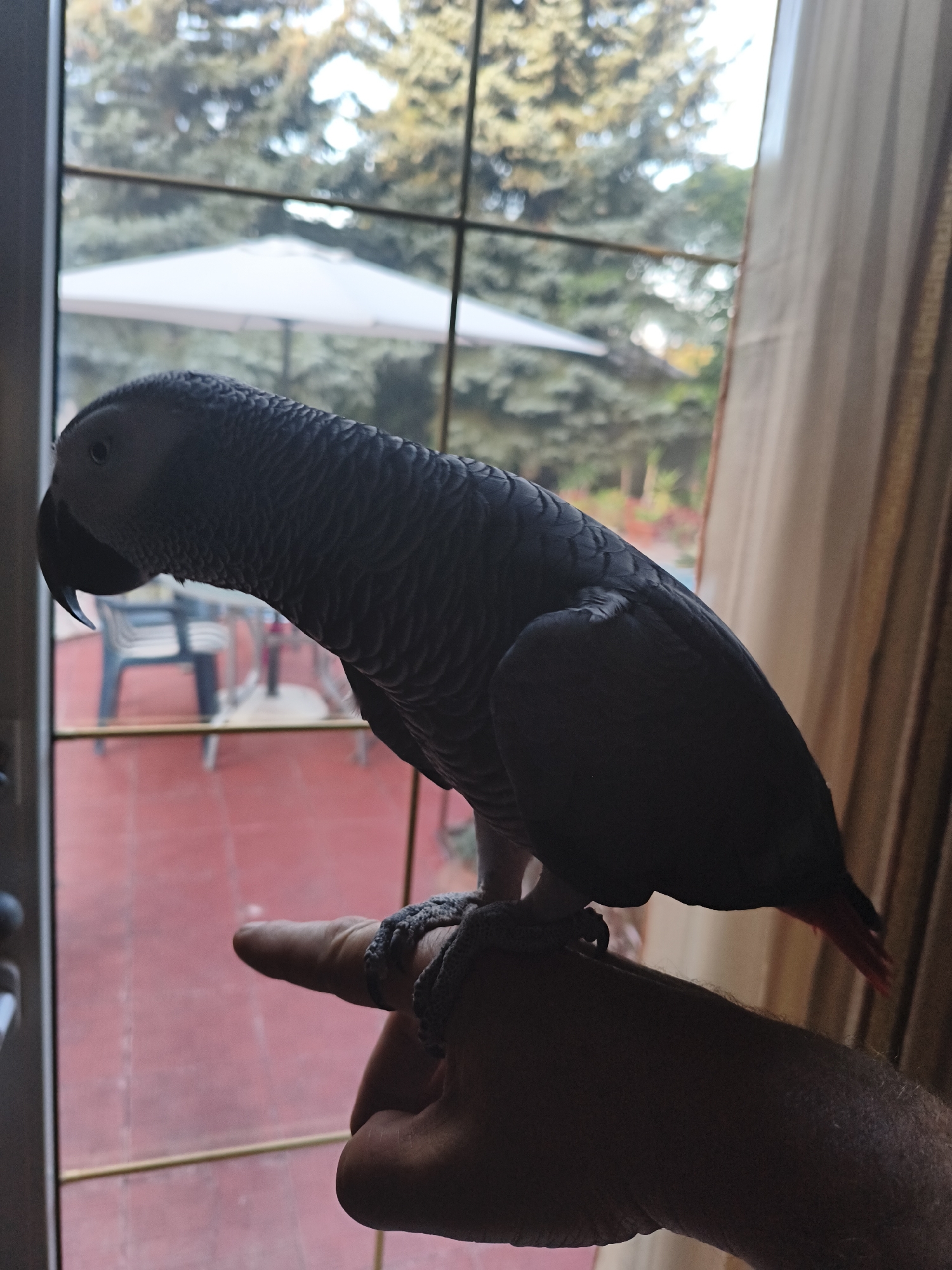 An African Grey Parrot stands on a person's finger, with its left side facing the camera. The parrot is predominantly gray with a black beak and a red tail feather visible. The parrot is perched on a finger that is wrapped with a gray, textured band. The background shows a large window with a view of trees and a white umbrella, suggesting an outdoor setting, possibly a patio or garden. The ground visible through the window appears to be red. The image is taken indoors, with a curtain visible on the right side. The location is identified as Makiivka, Ukraine.