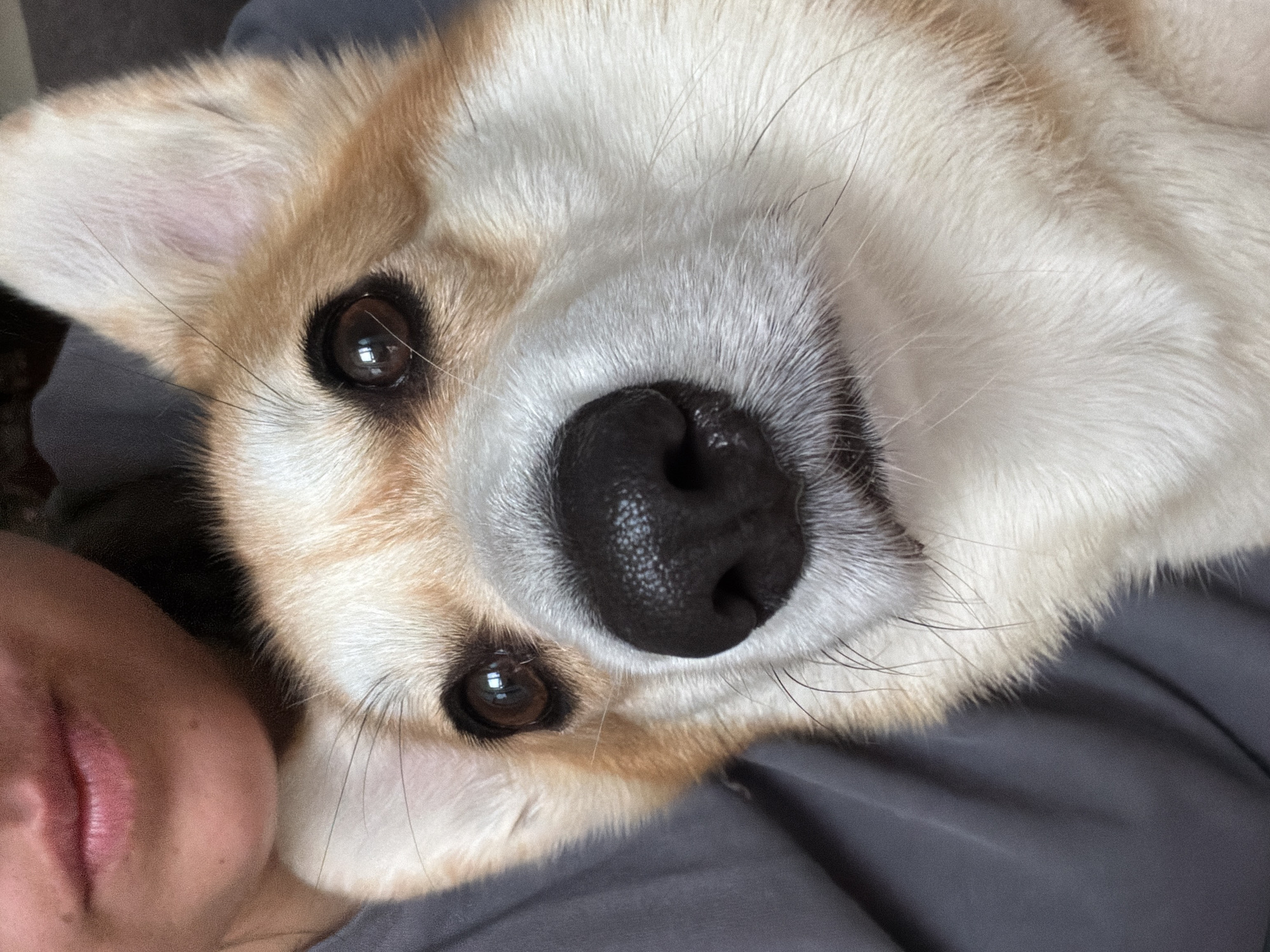 The image is a close-up, low-angle shot of a Pembroke Welsh Corgi's face, with the muzzle and nose prominently featured. The dog's fur is a mix of tan and white. To the left of the dog, a portion of a person's face, including their lips and chin, is visible. The person appears to be wearing a grey shirt. The background is largely out of focus, but seems to be a domestic indoor setting. There are no discernible elements in the image that would indicate a specific location in Chaikovsky, Russia.