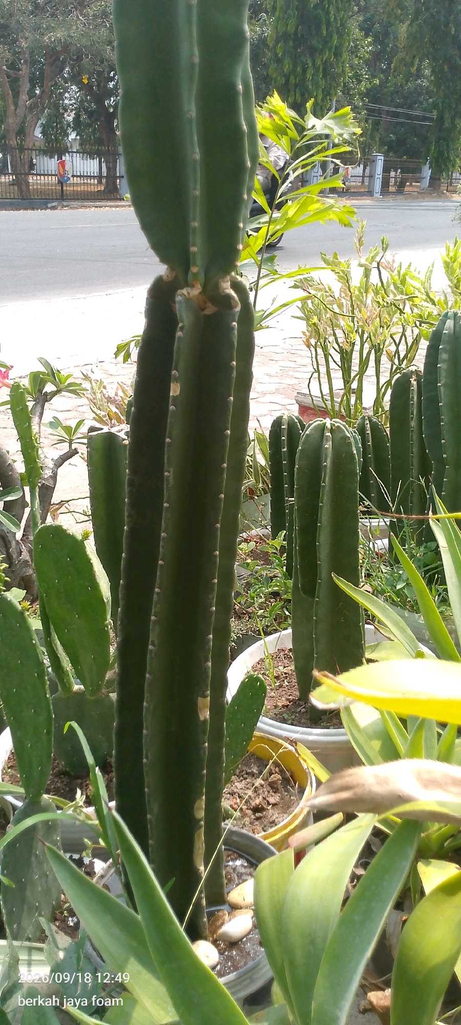 In Kincang Wetan, Indonesia, a close-up shot focuses on a cluster of tall, columnar cacti in pots. The main subject is a large cactus with multiple thick, green stems, some of which appear to be growing together. The stems have distinct ridges and small, scattered spines. To the left, a smaller cactus with paddle-shaped pads is visible, as well as other spiky plants. In the background, a paved road runs behind a white fence, with trees and foliage lining the other side of the road. A person on a motorcycle is partially visible on the road, moving away from the viewer. The scene is illuminated by natural sunlight, casting shadows and highlighting the green hues of the plants. The lower-left corner of the image contains a timestamp and text, reading "2020/09/18 12:49 berkah jaya foam."