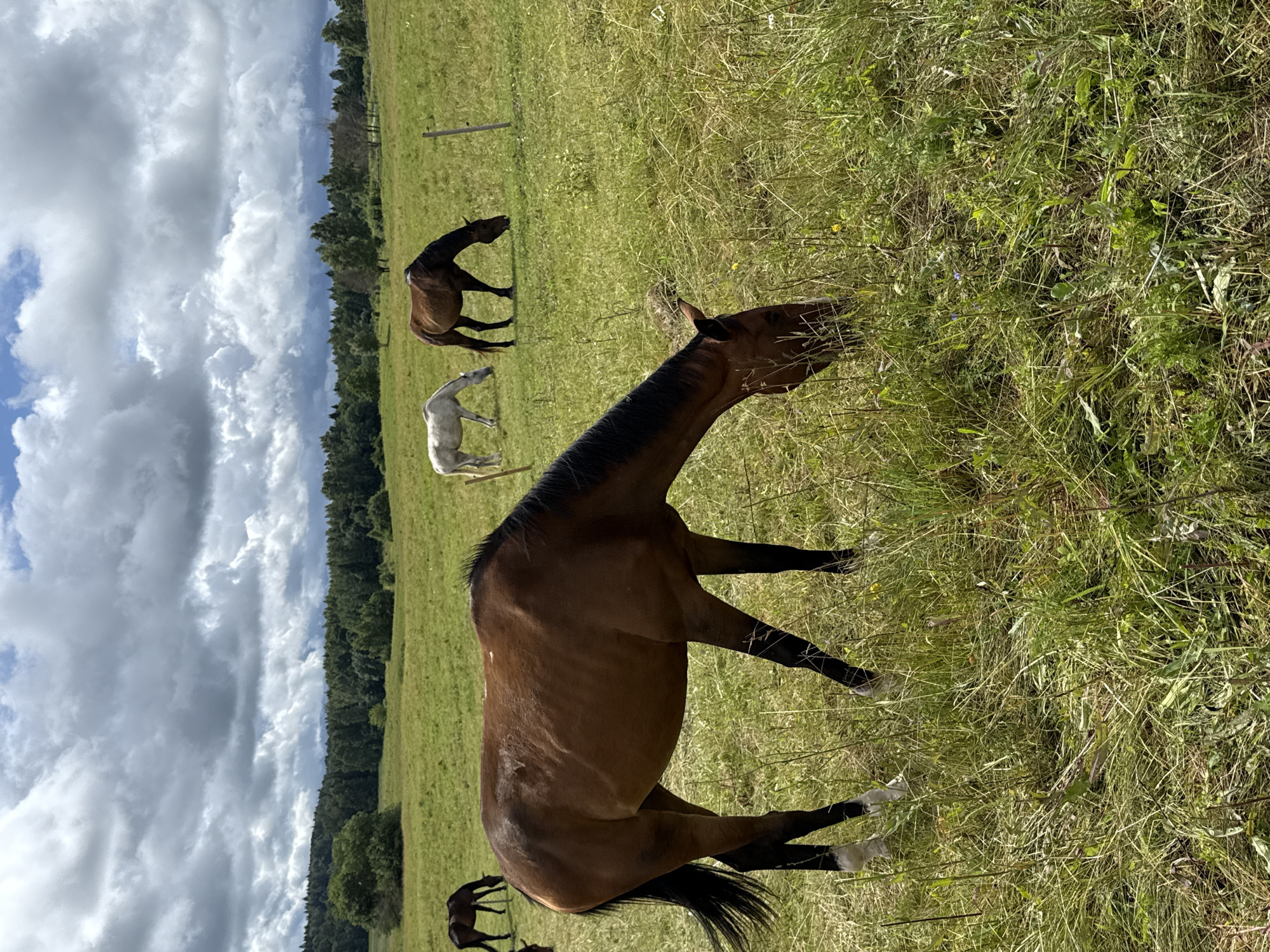 The image depicts a pastoral scene in a grassy field, likely in Galinė, Lithuania, on a cloudy day. In the foreground, a brown horse with a dark mane and tail is grazing, its body angled towards the right side of the frame. Its hind legs are white-banded, and its front legs are mostly obscured by grass. In the middle ground, further to the right, another brown horse is also grazing, facing downwards. To the left of this horse, a white horse is grazing, facing the left. In the far background, a dark brown horse is visible, also grazing. The field is covered in green grass with scattered yellow wildflowers and tall weeds. Beyond the field, a dense line of trees forms the horizon, with a portion of a wooden fence visible on the right side. The sky is filled with dramatic, dark gray clouds, suggesting an impending rain shower.