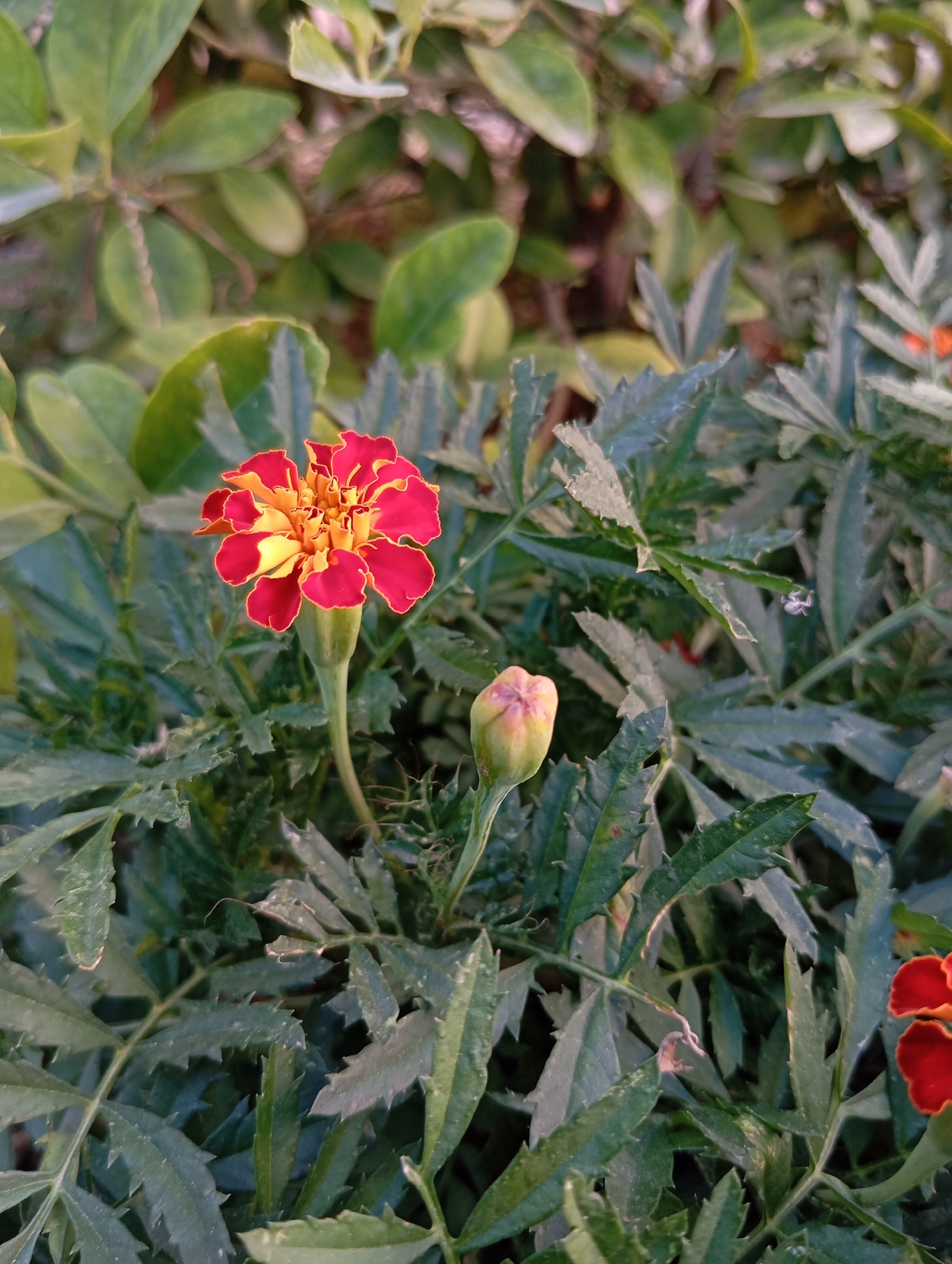 A close-up, eye-level shot showcases a vibrant marigold flower blooming amidst lush green foliage. The flower, predominantly red with yellow accents in its center and along the edges of its petals, is the focal point. To the right of the blooming flower, a tightly closed marigold bud, tinged with pink and yellow, promises future blossoms. The surrounding leaves are a deep, rich green, with a serrated edge and a slightly textured appearance. The lighting suggests it could be daytime, with a soft, diffused light illuminating the scene. The overall impression is one of natural beauty and the promise of growth. No text is visible in the image.